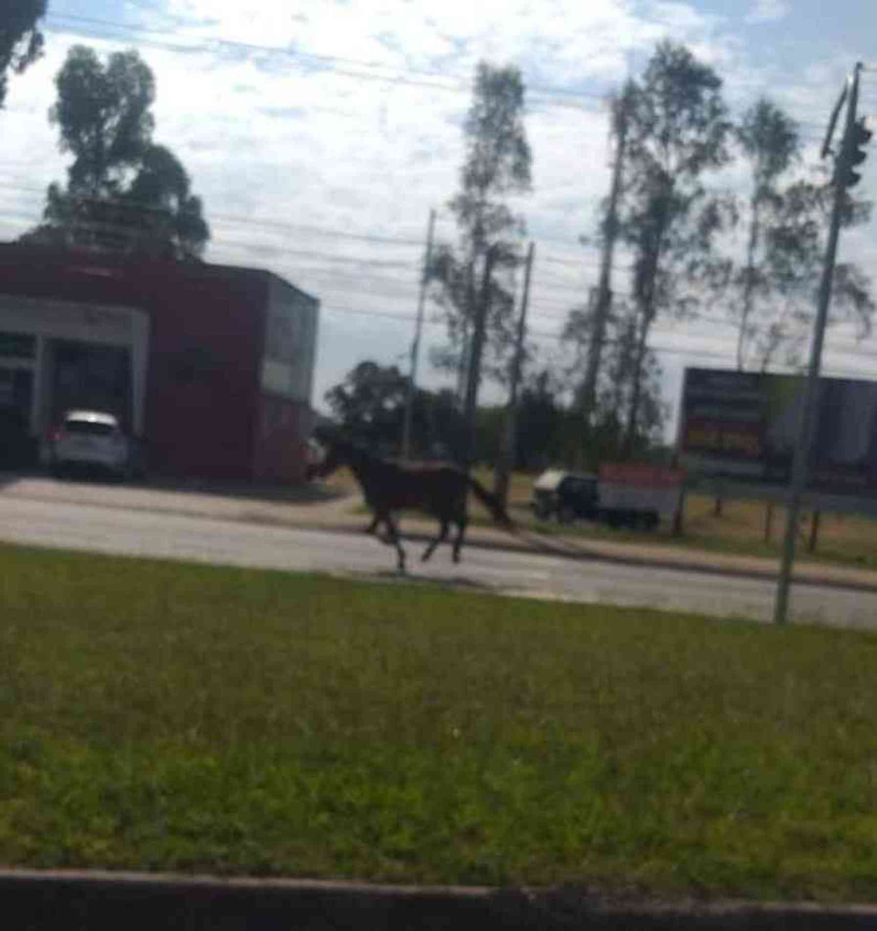 Cavalo passeava pela avenida São Paulo.