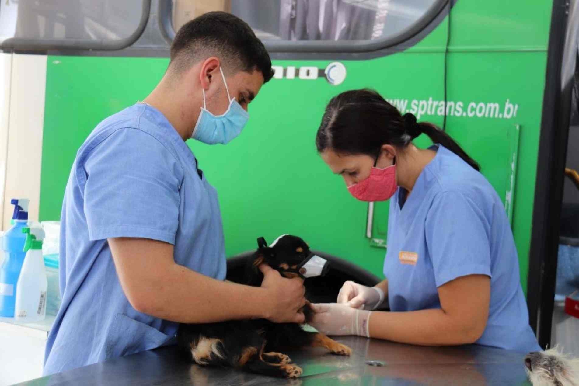 Mutirão de castração de cães e gatos