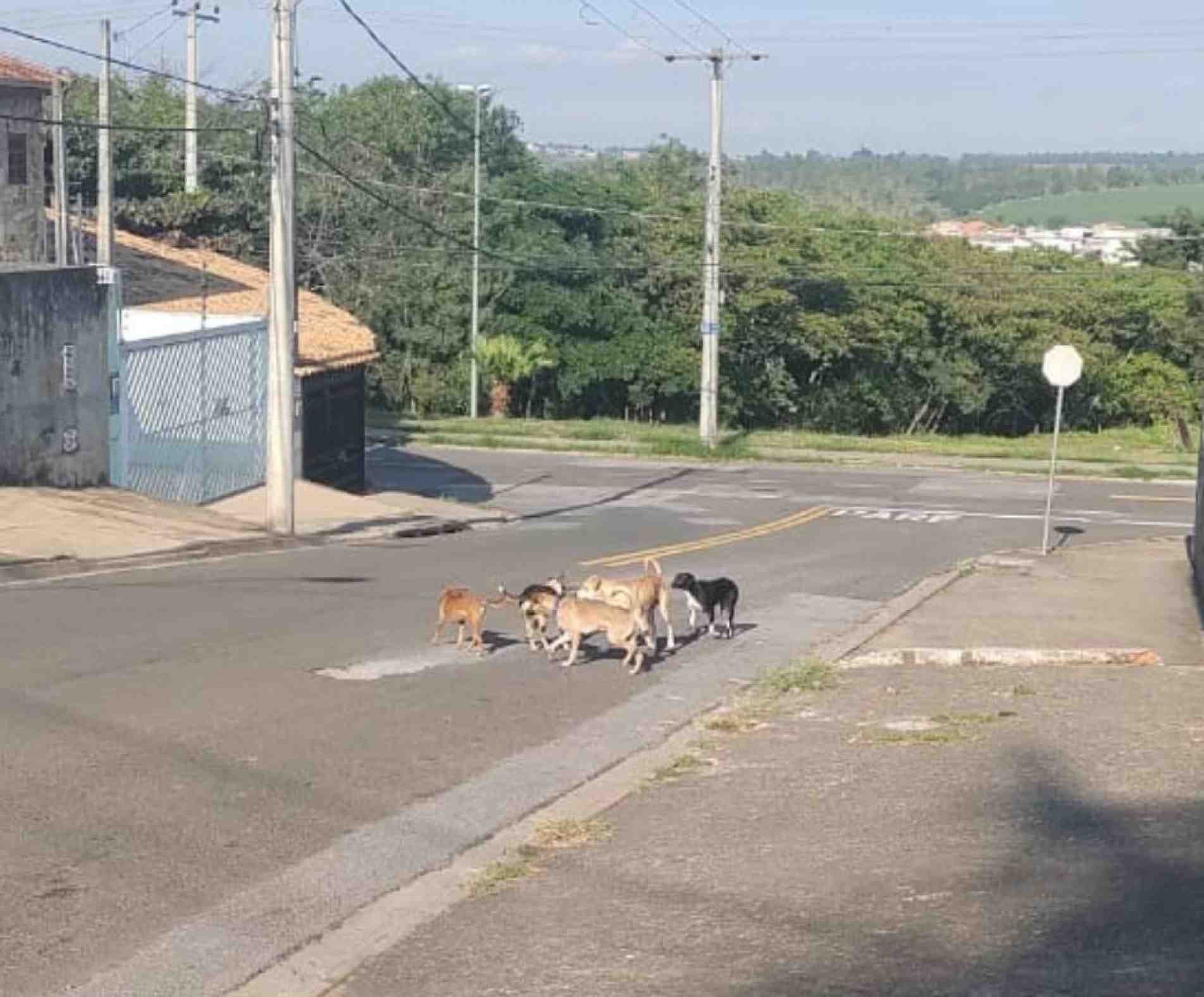 A imagem mostra ao menos cinco animais sem o tutor, incluindo um com coleira.