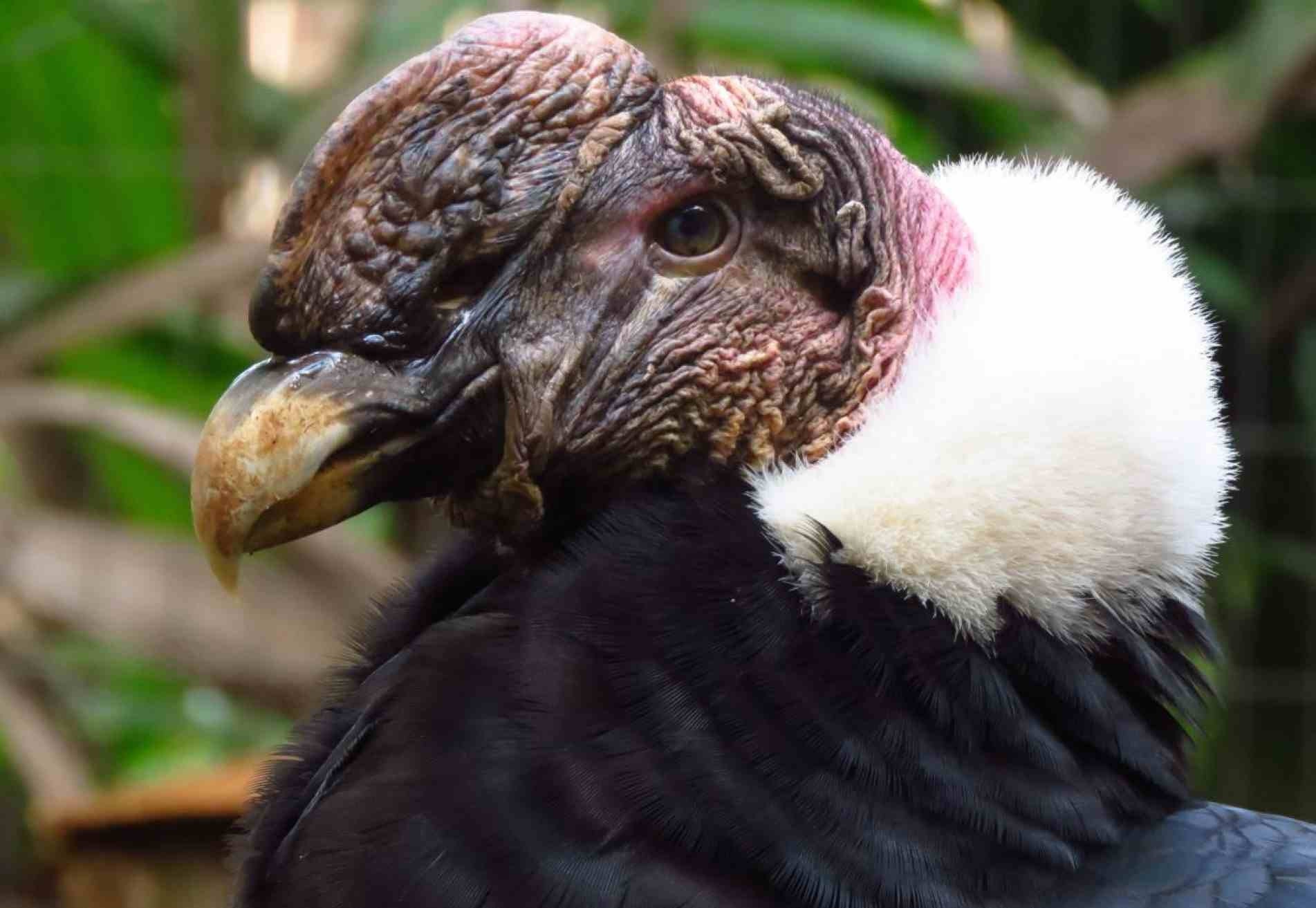 O condor macho veio do zoológico de Pomerode, em Santa Catarina.