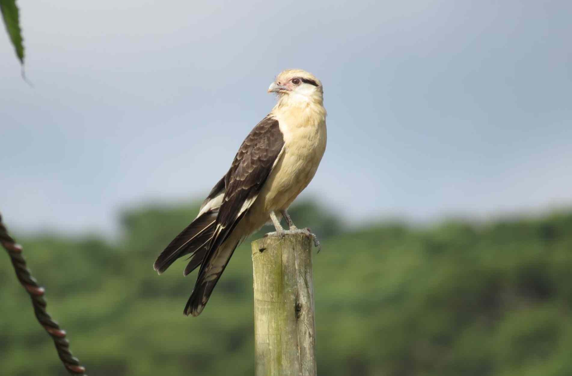 O carrapateiro é um gavião muito comum em Sorocaba.