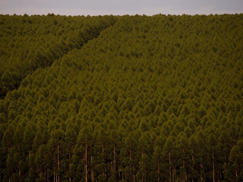 Florestas Plantadas No Brasil Somam 93 Milhões De Hectares Em 2020 4084