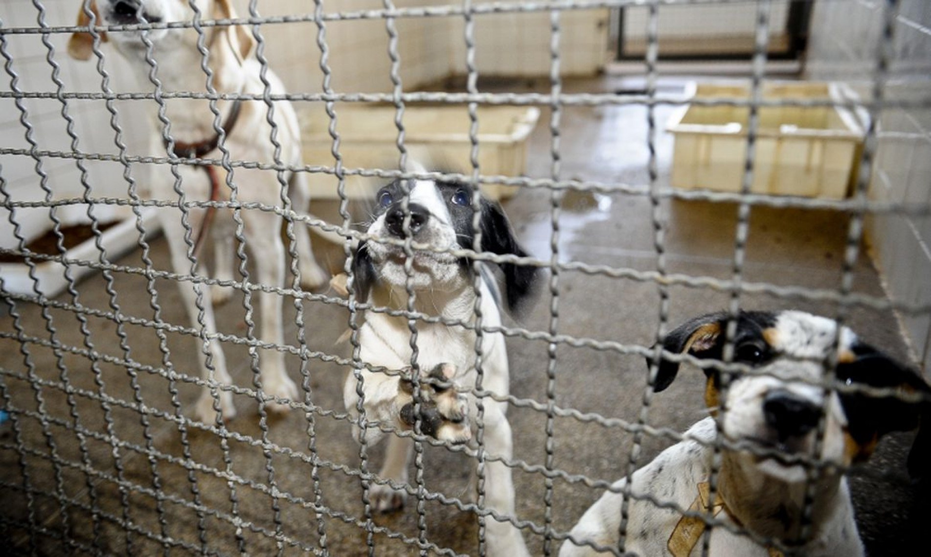 Segundo o governo, a proposta reconhece os animais domésticos como seres sencientes