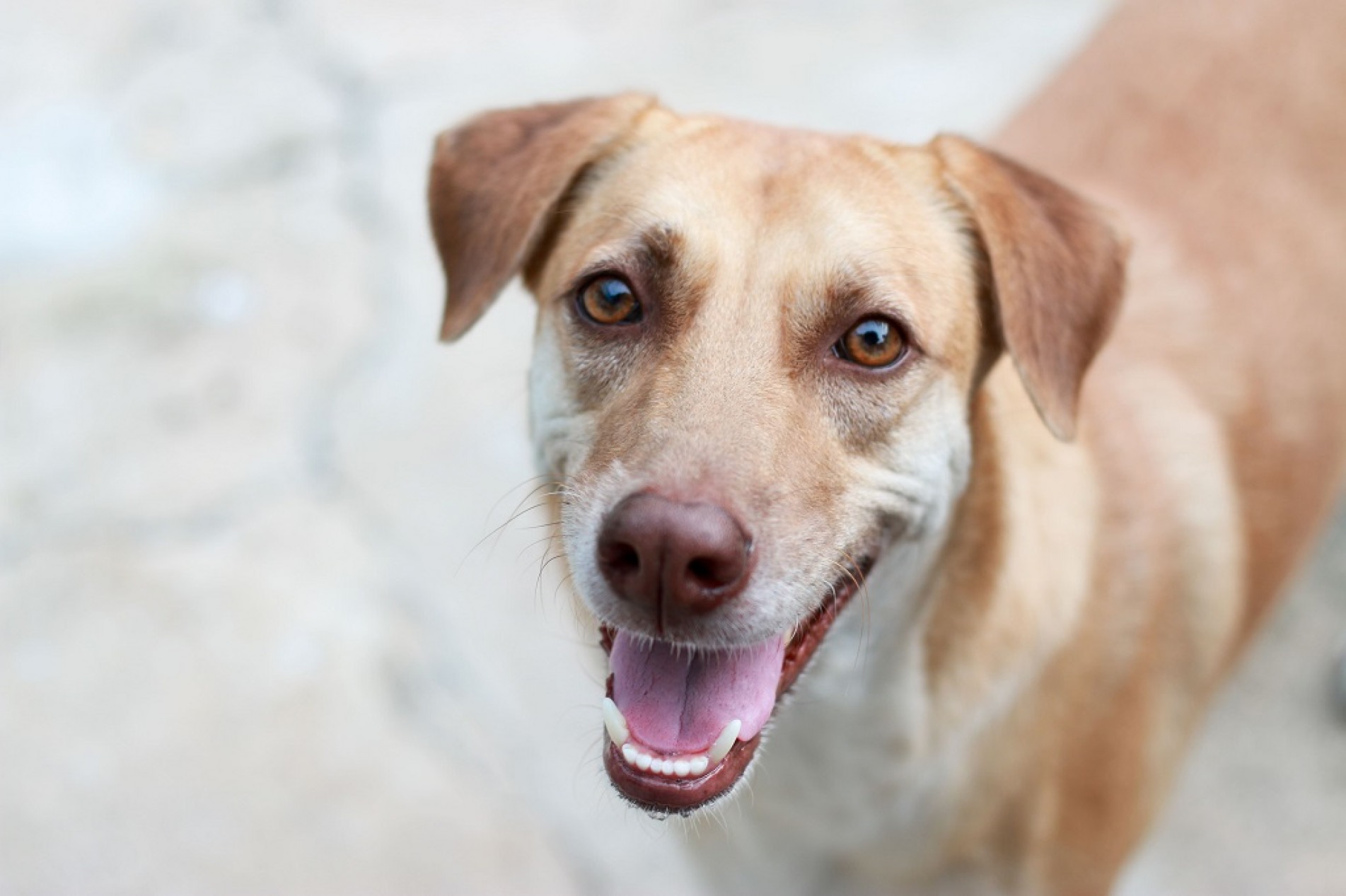 Cão adotado