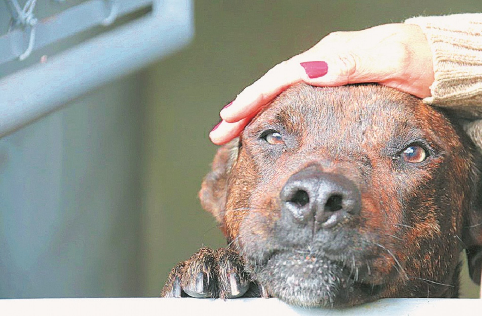 No ano passado, a Sema resgatou mais de 300 cães e gatos