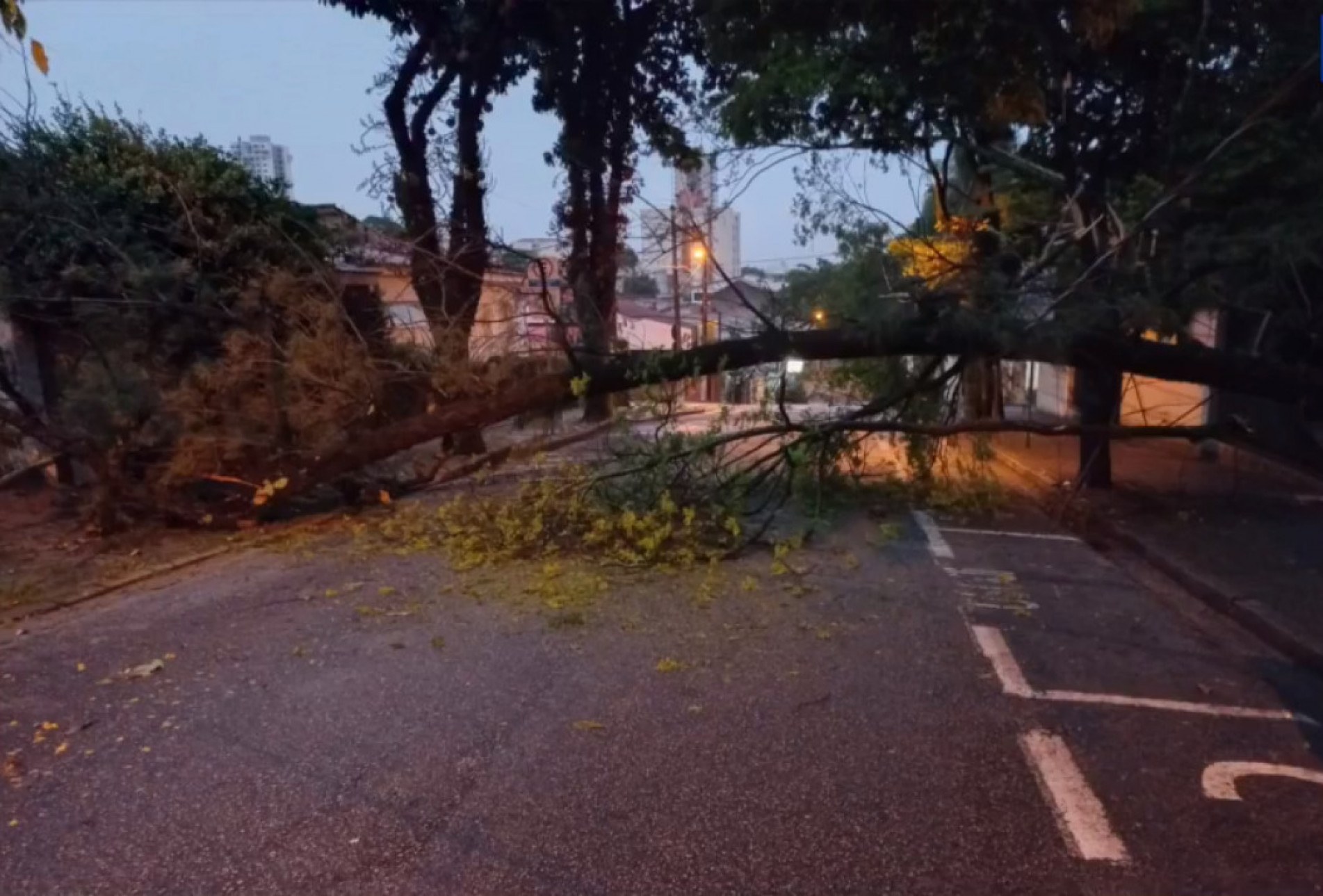 Árvore cai na rua Teodoro Kaisel, na Vila Hortência, em Sorocaba