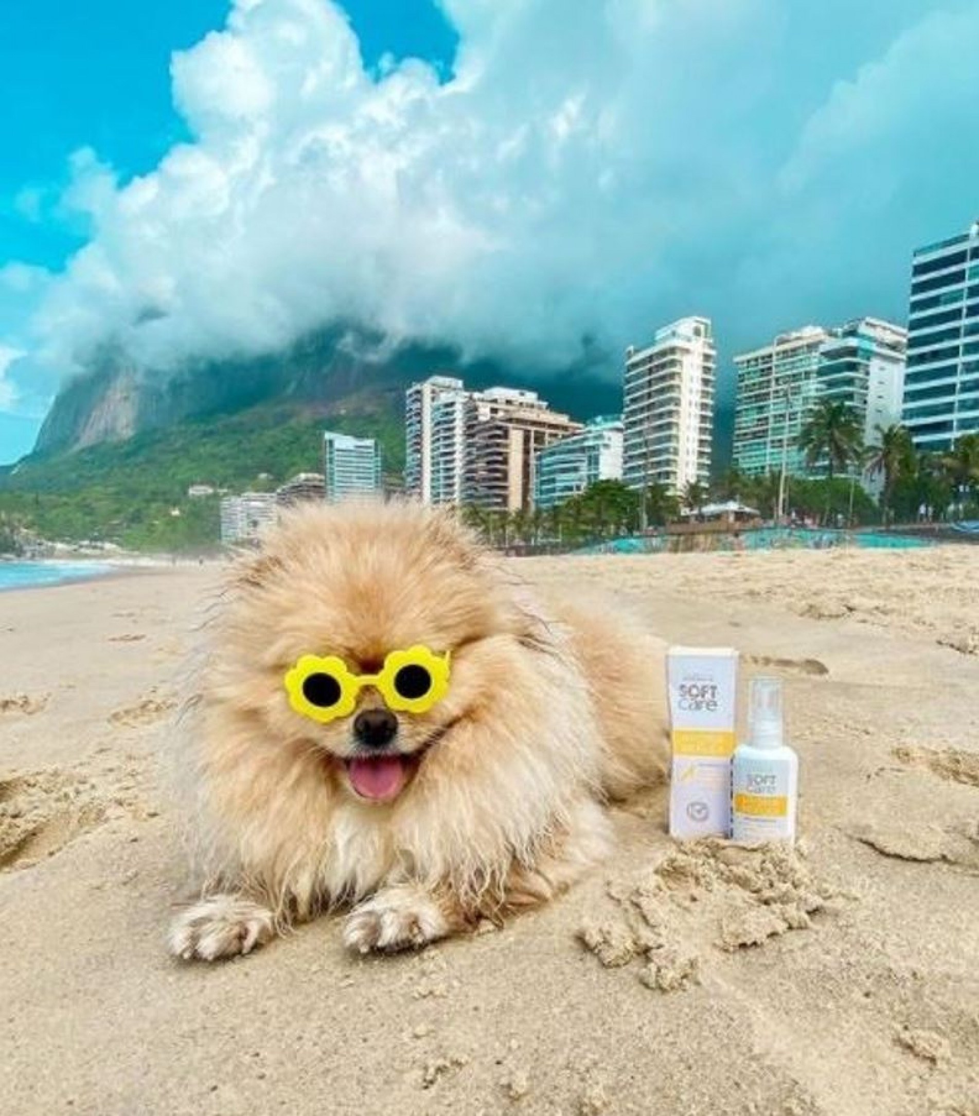 Nesta época é mais comum levar os bichinhos para praias ou piscinas, o que exige cuidados.