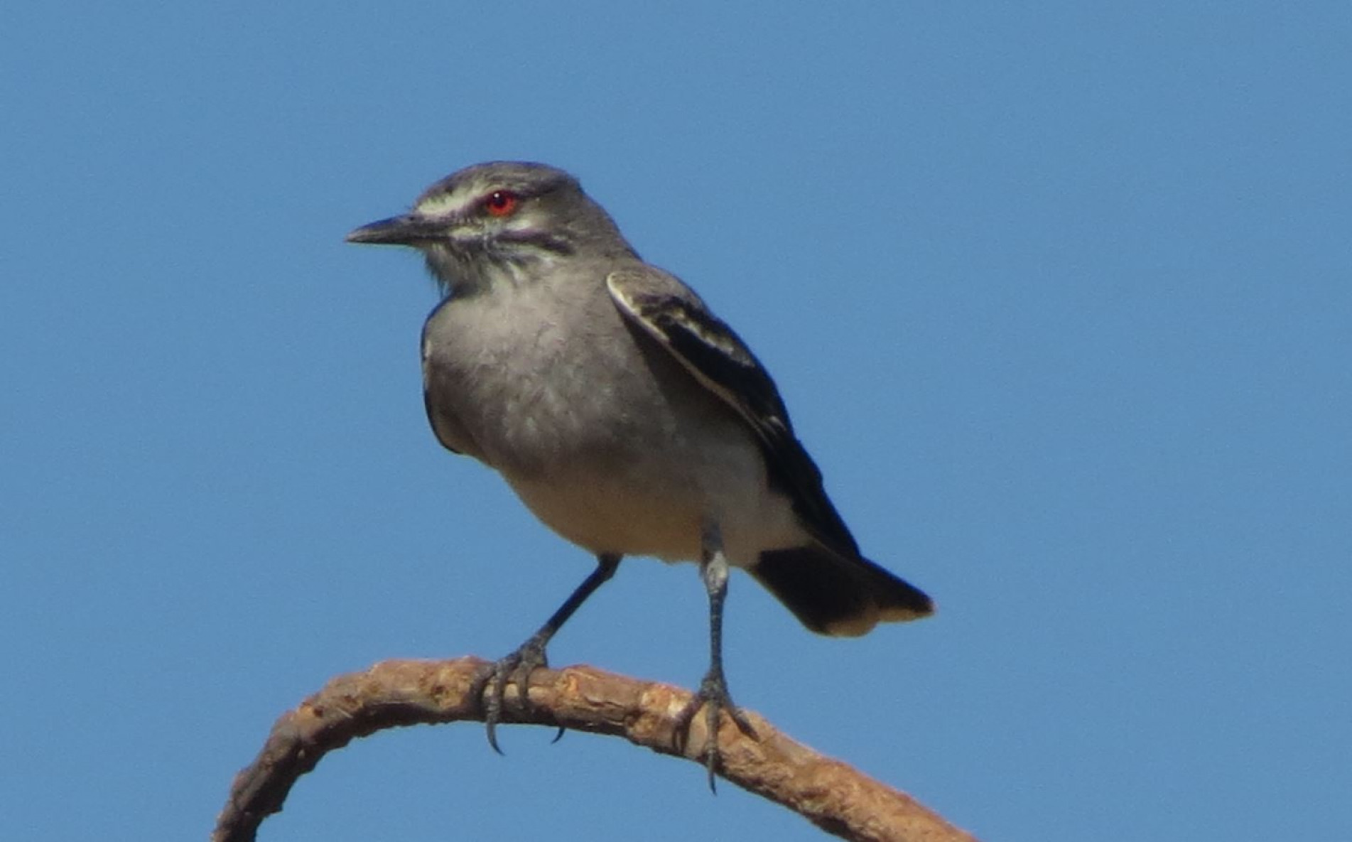 Ela tem esse nome por emigrar no período de inverno e retornar nas estações mais quentes.