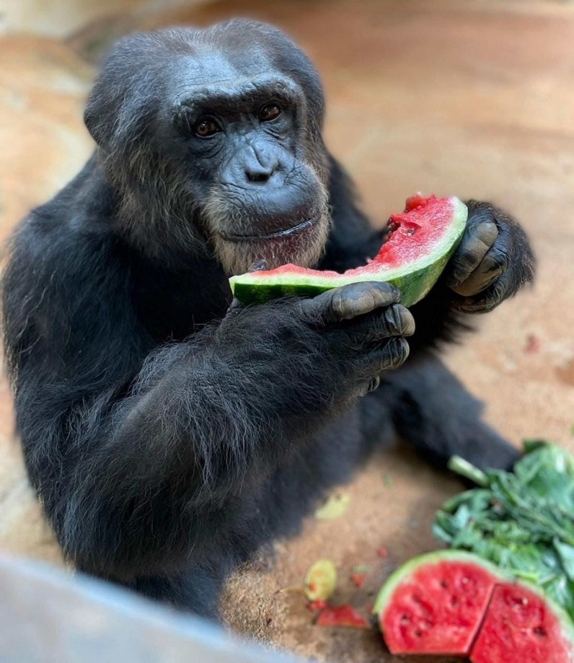 Chimpanzé Paulinho comemora aniversário