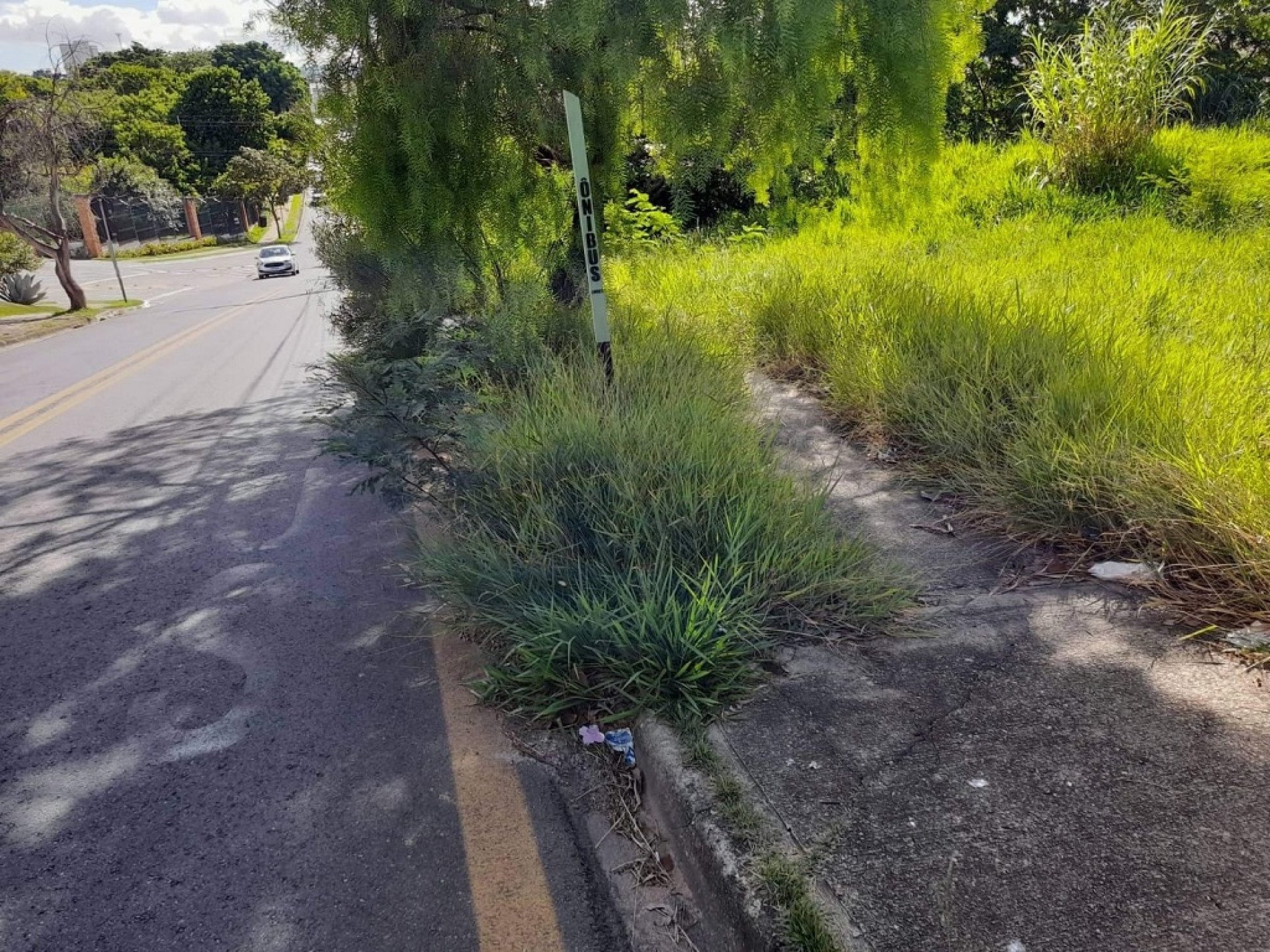 Mesmo quem não é usuário do transporte coletivo precisa se arriscar para 
conseguir caminhar pela estreita trilha ainda não tomada pela vegetação