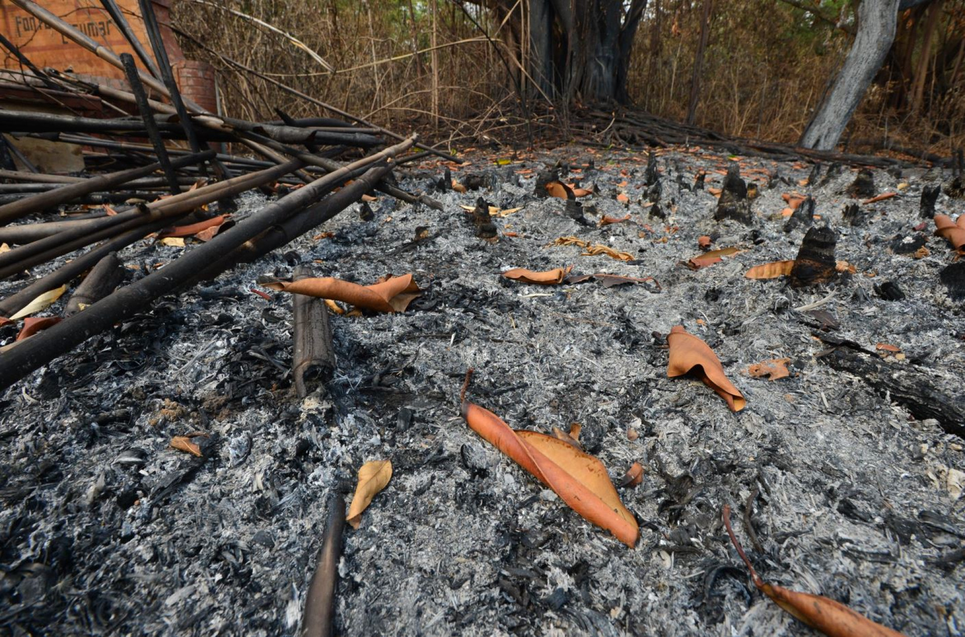 Atos criminosos agridem natureza e agravam problemas alérgicos e respiratórios.