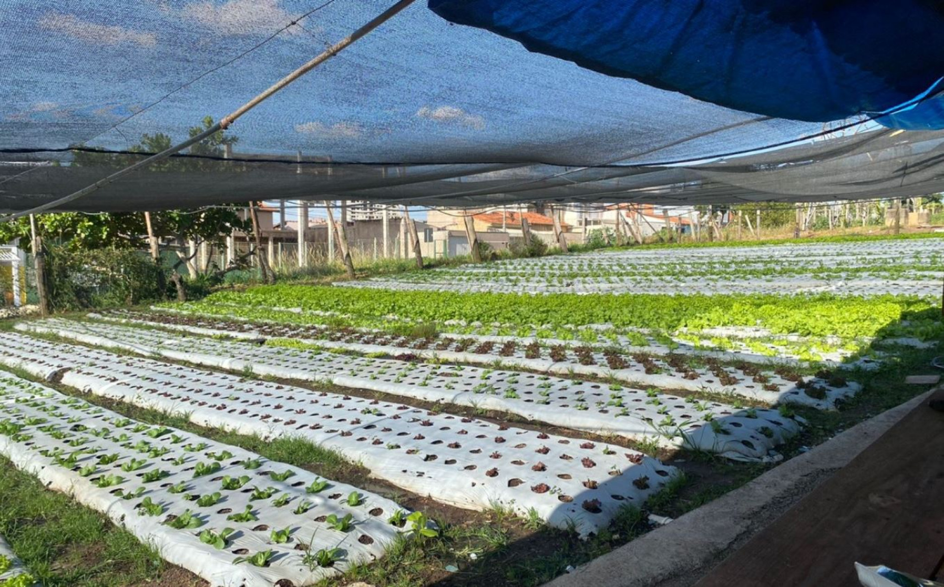 Um dos maiores benefícios de uma horta comunitária é a criação de uma cultura de autossustentabilidade.