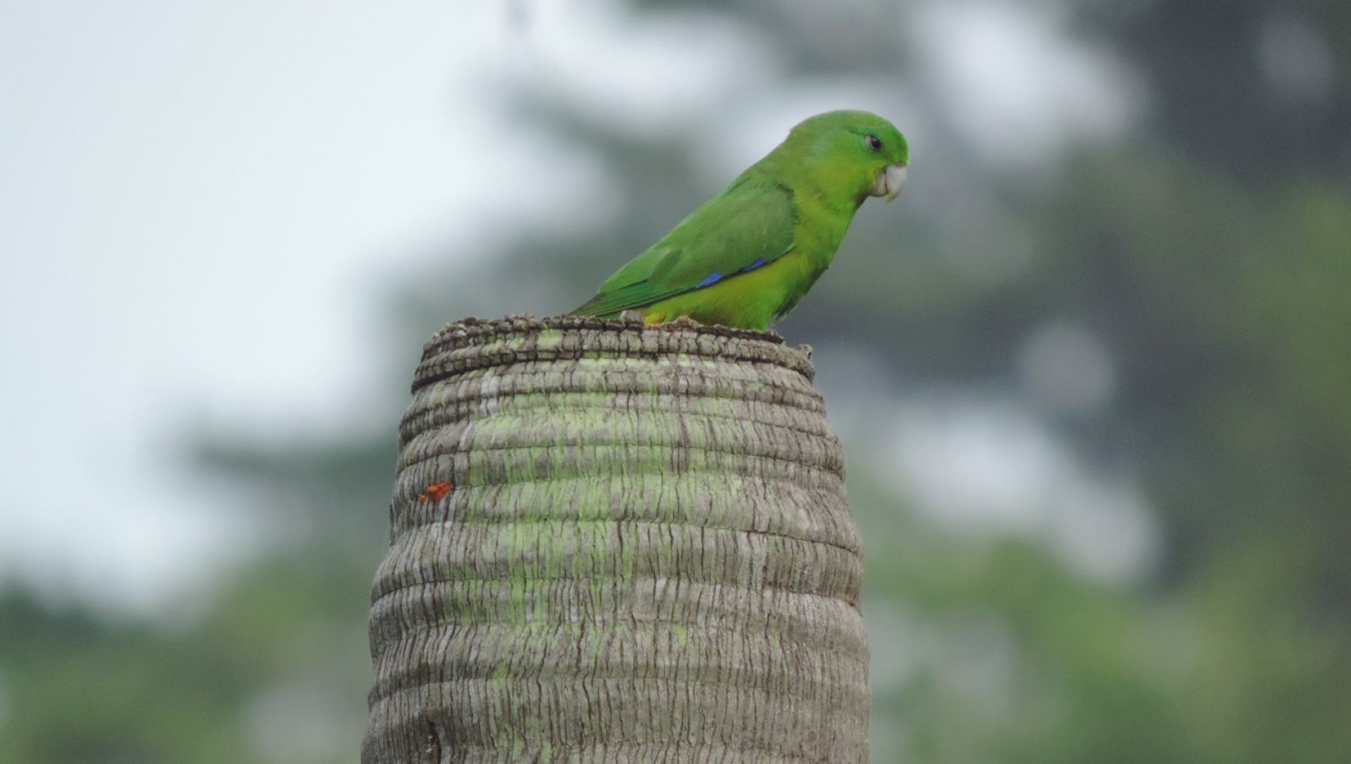 Memória Animal em COQUINHOS