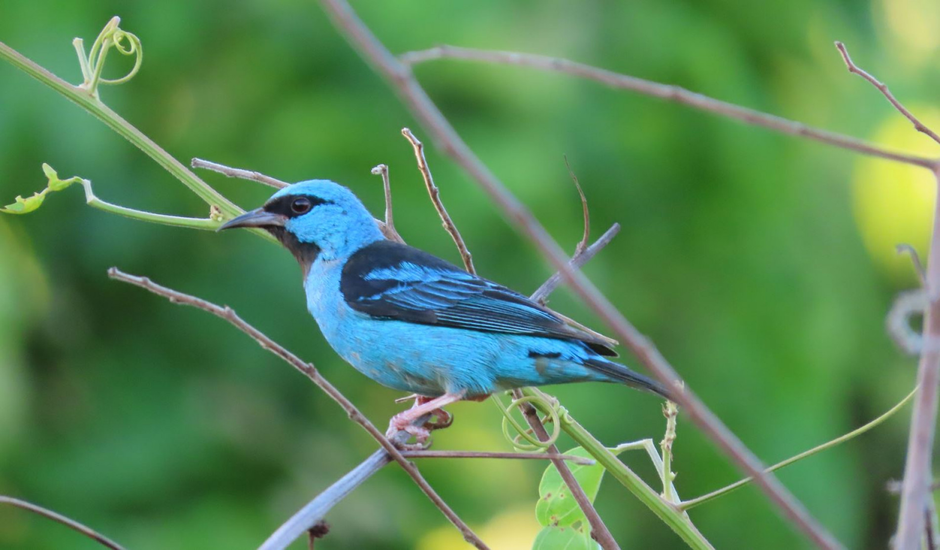 A ave se destaca pela beleza das suas penas de cor azul-turquesa