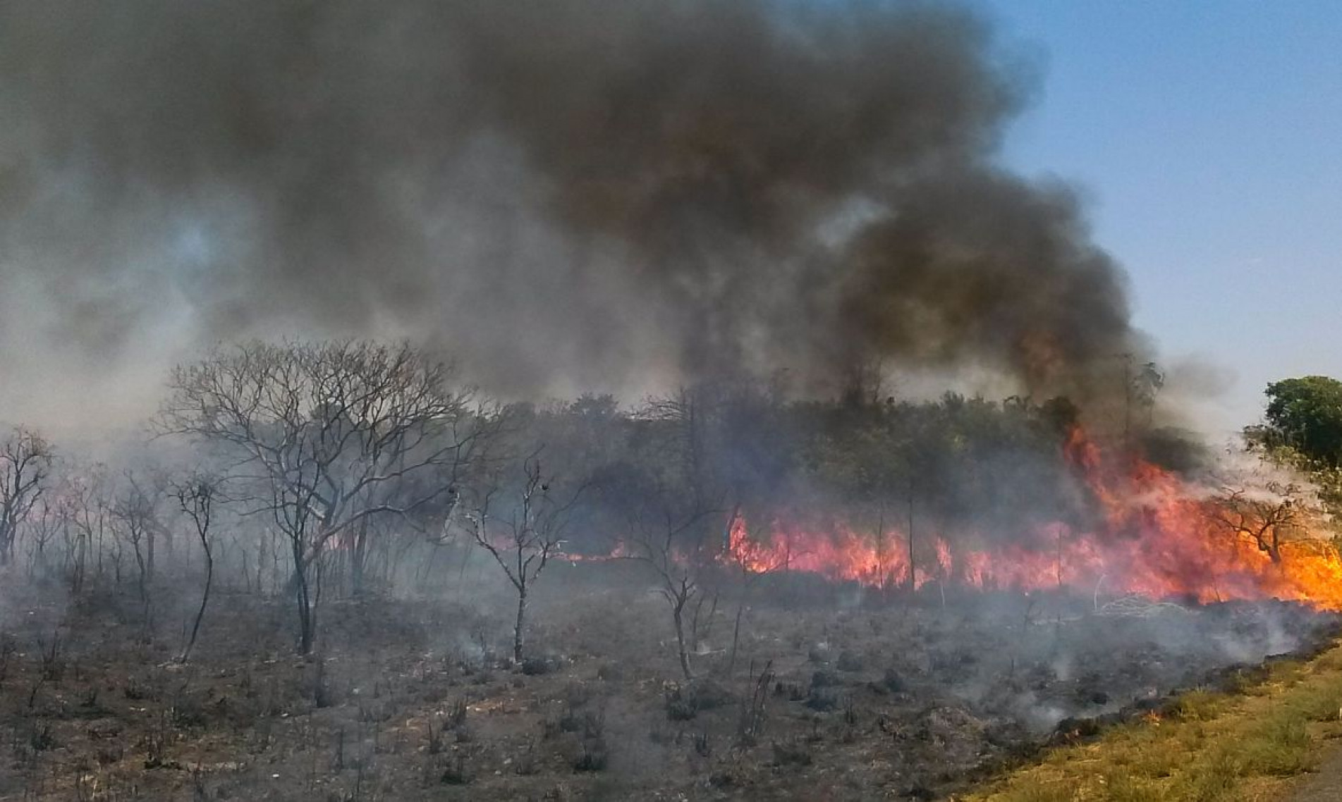  O Cerrado sofre com as queimadas neste per..odo de estiagem,  a baixa umidade no DF no fim de semana levou a Defesa Civil a declarar estado de emerg..ncia na capital(Jose Cruz/Ag..ncia Brasil)
    