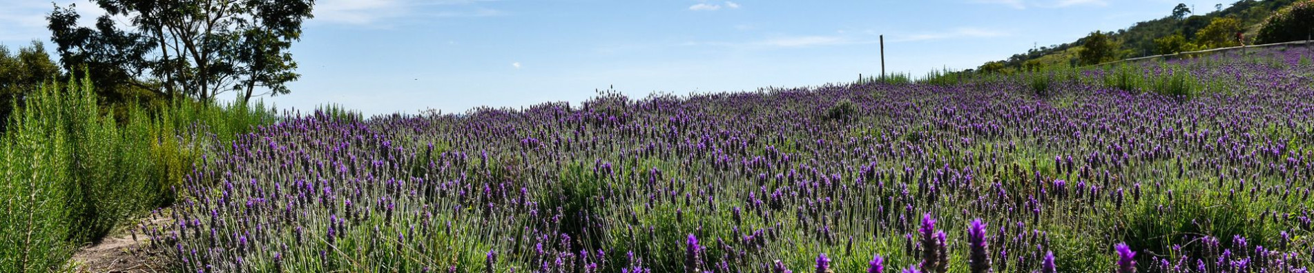 Os campos da lavanda proporcionam belas paisagens, que remetem à região de Provence, na França