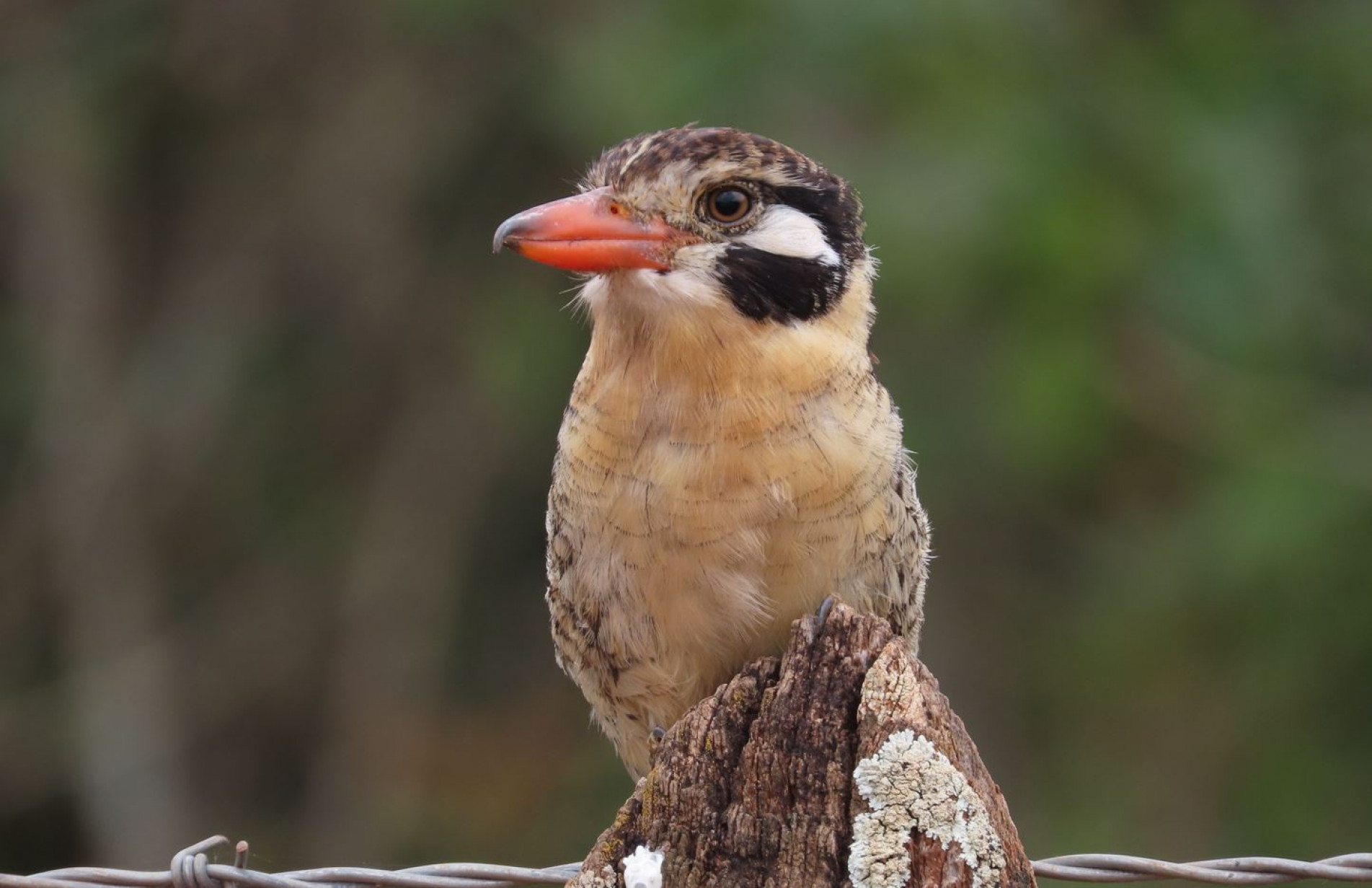 O nome vem do hábito do pássaro ficar parado, até mesmo na presença de pessoas