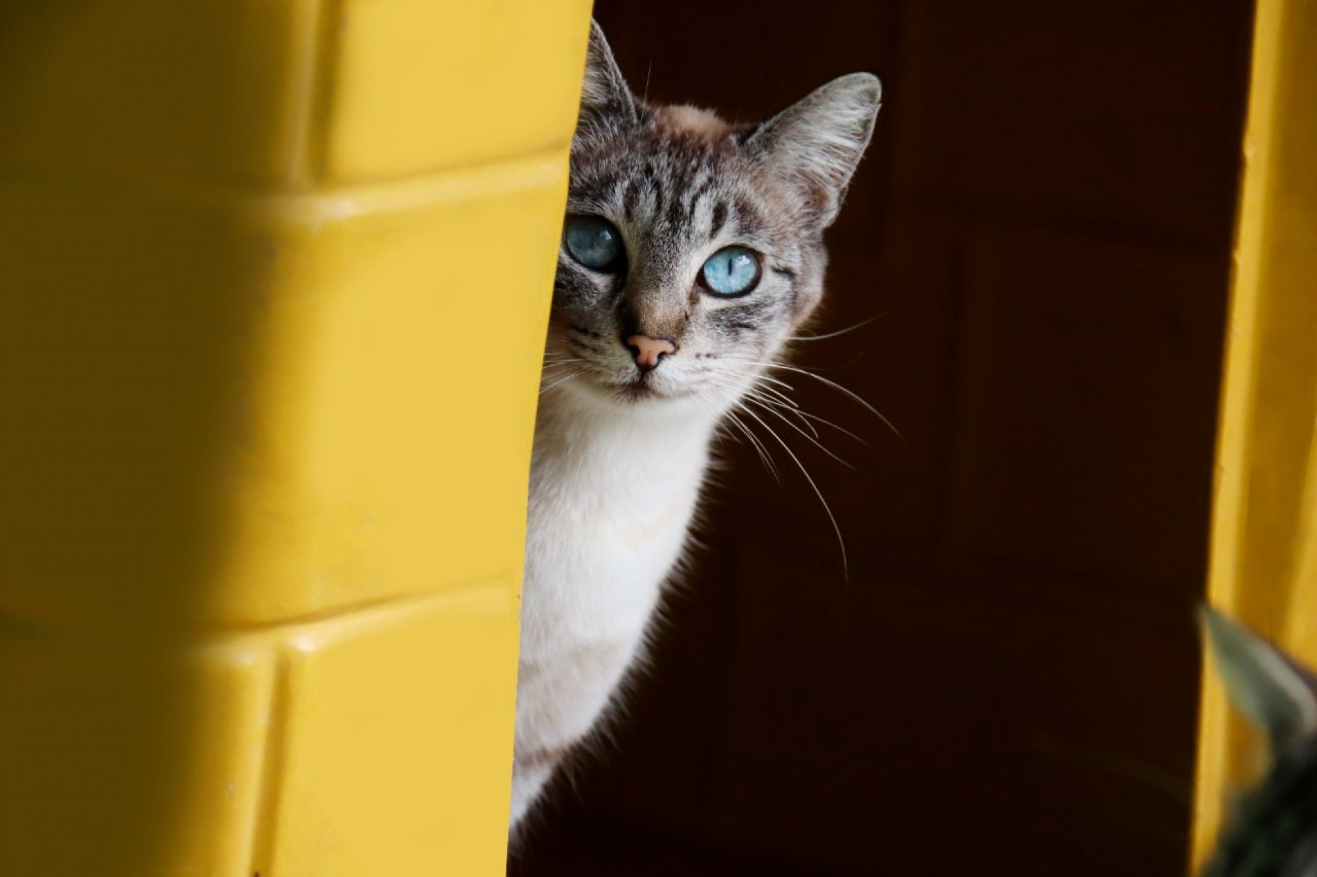 Na unidade, serão oferecidos serviços gratuitos para cães e gatos