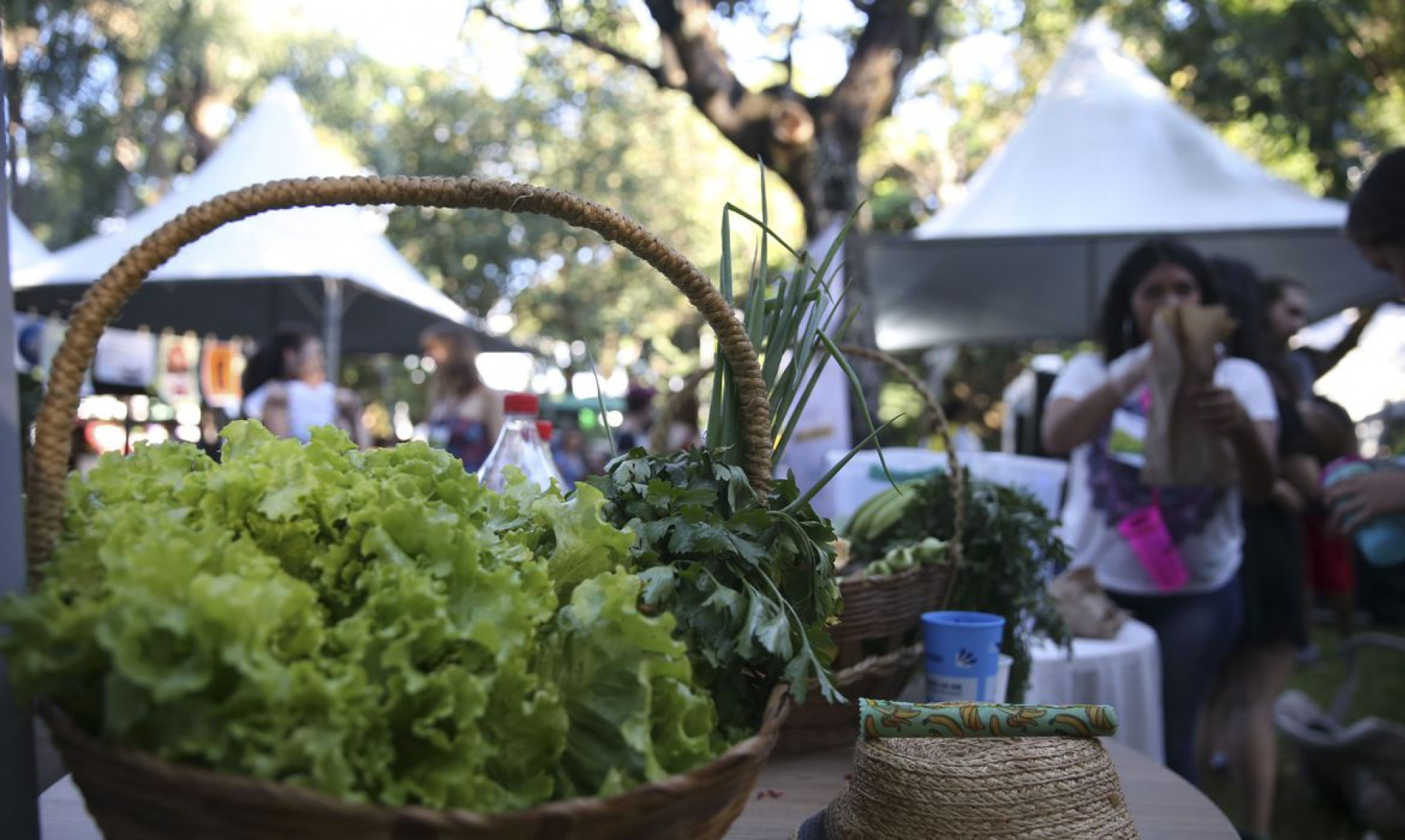 Em Brasília o evento Hora do Planeta tem programação com diversas atividades ligadas à sustentabilidade, como feira de adoção de animais, feira sustentável, espetáculos artísticos e oficinas.