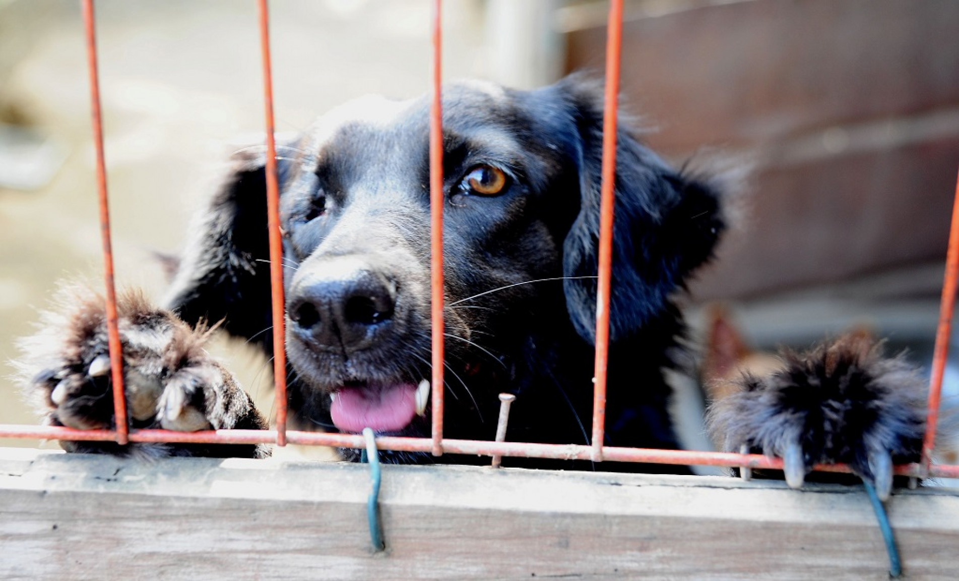 Ongs que cuidam de animais podem ter direito a tarifas sociais