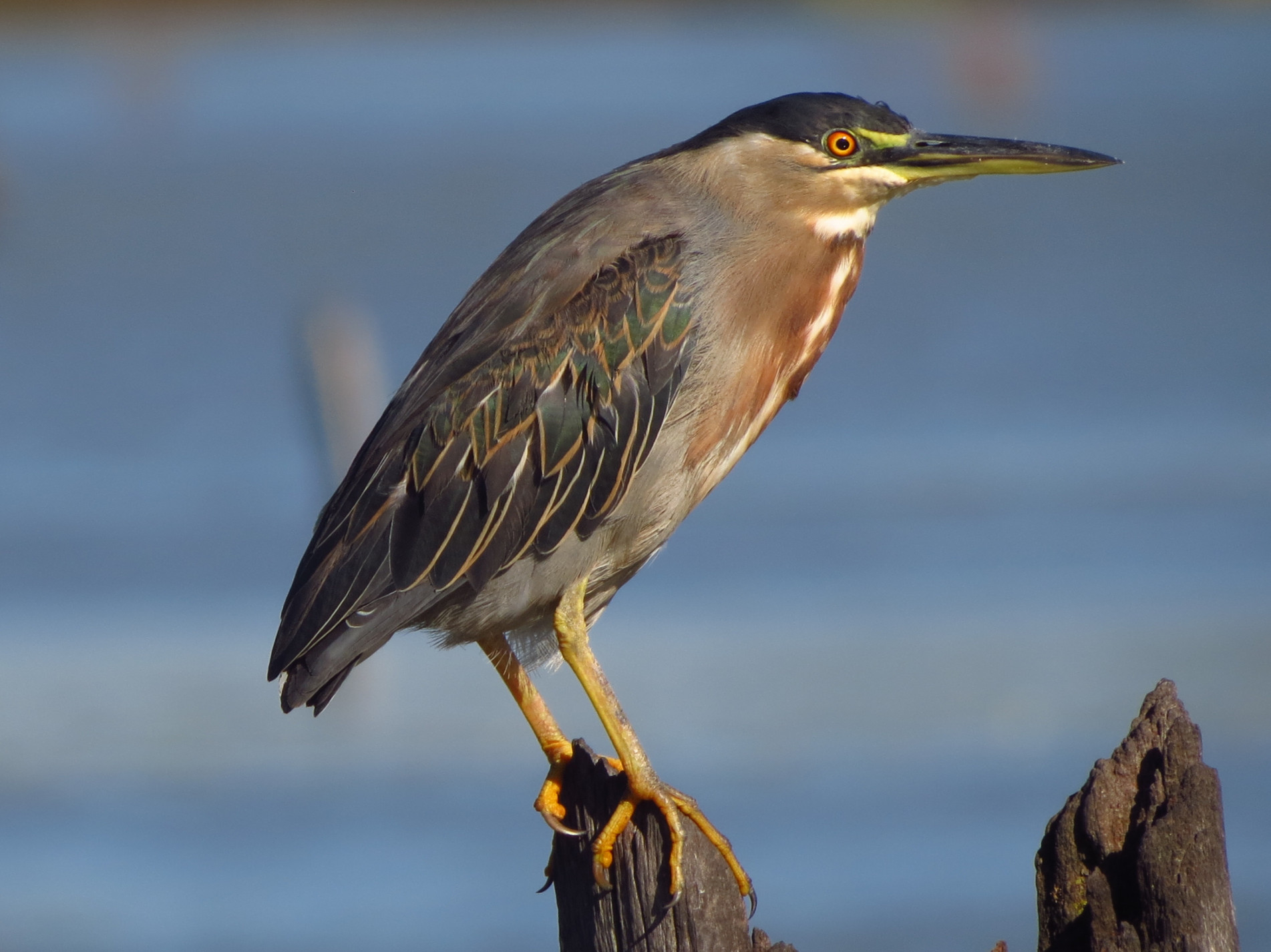 Esta ave aquática vive na beira do Rio Sorocaba e das lagoas do nosso município