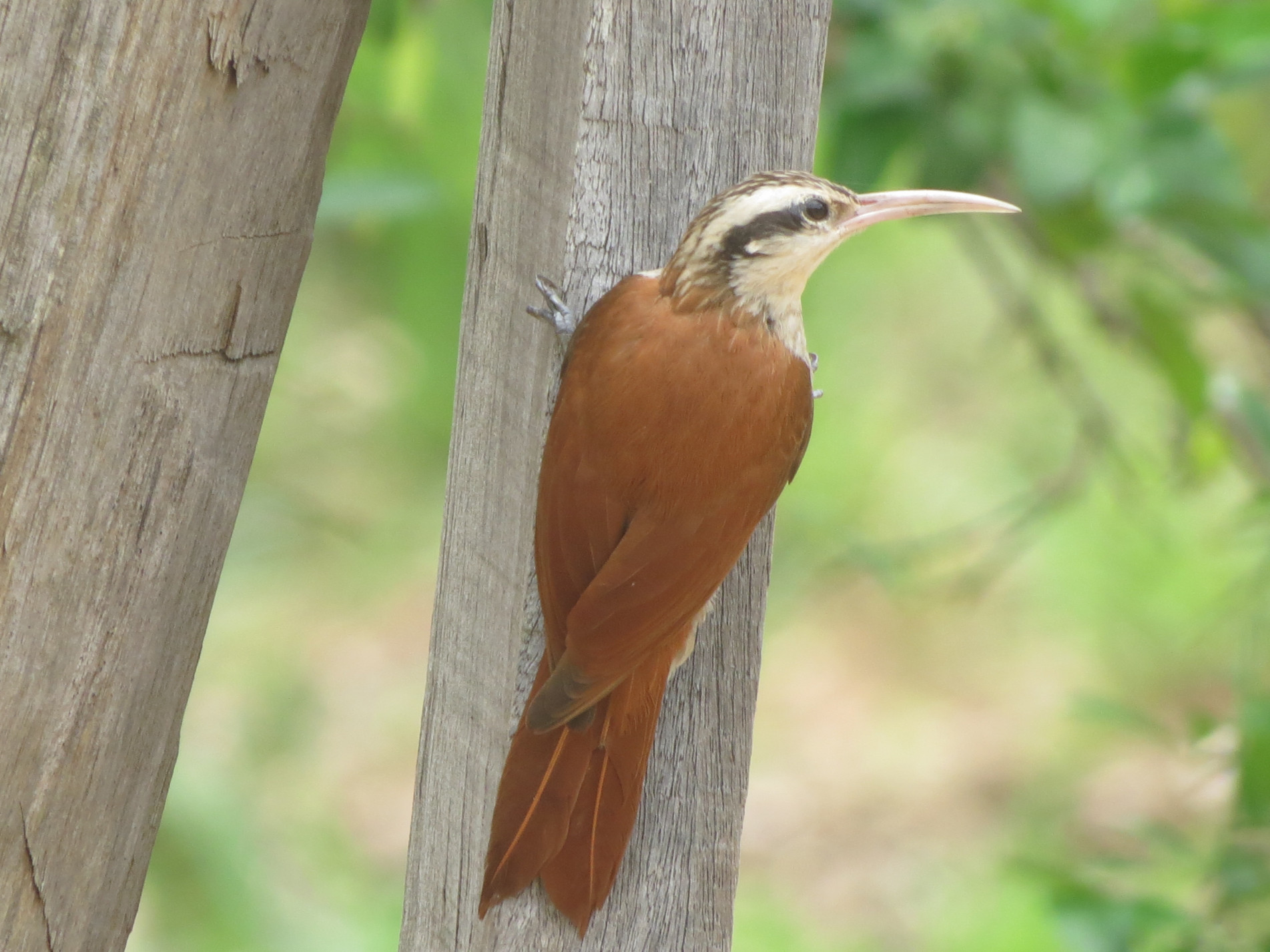 Esta ave habita áreas abertas, como cerrado e capoeiras, sempre com presença de árvores