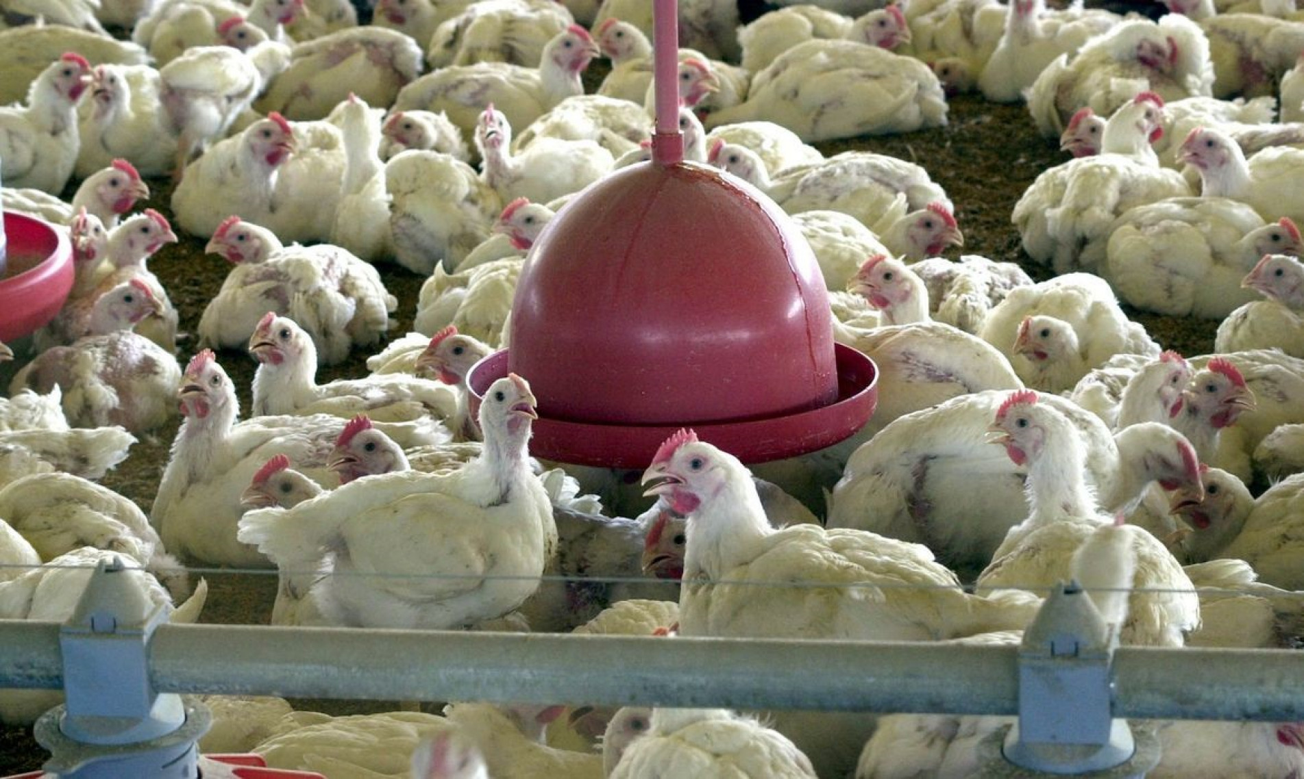  No total, há 125 casos da doença em aves silvestres no País e 3 focos em produção de subsistência, de criação doméstica