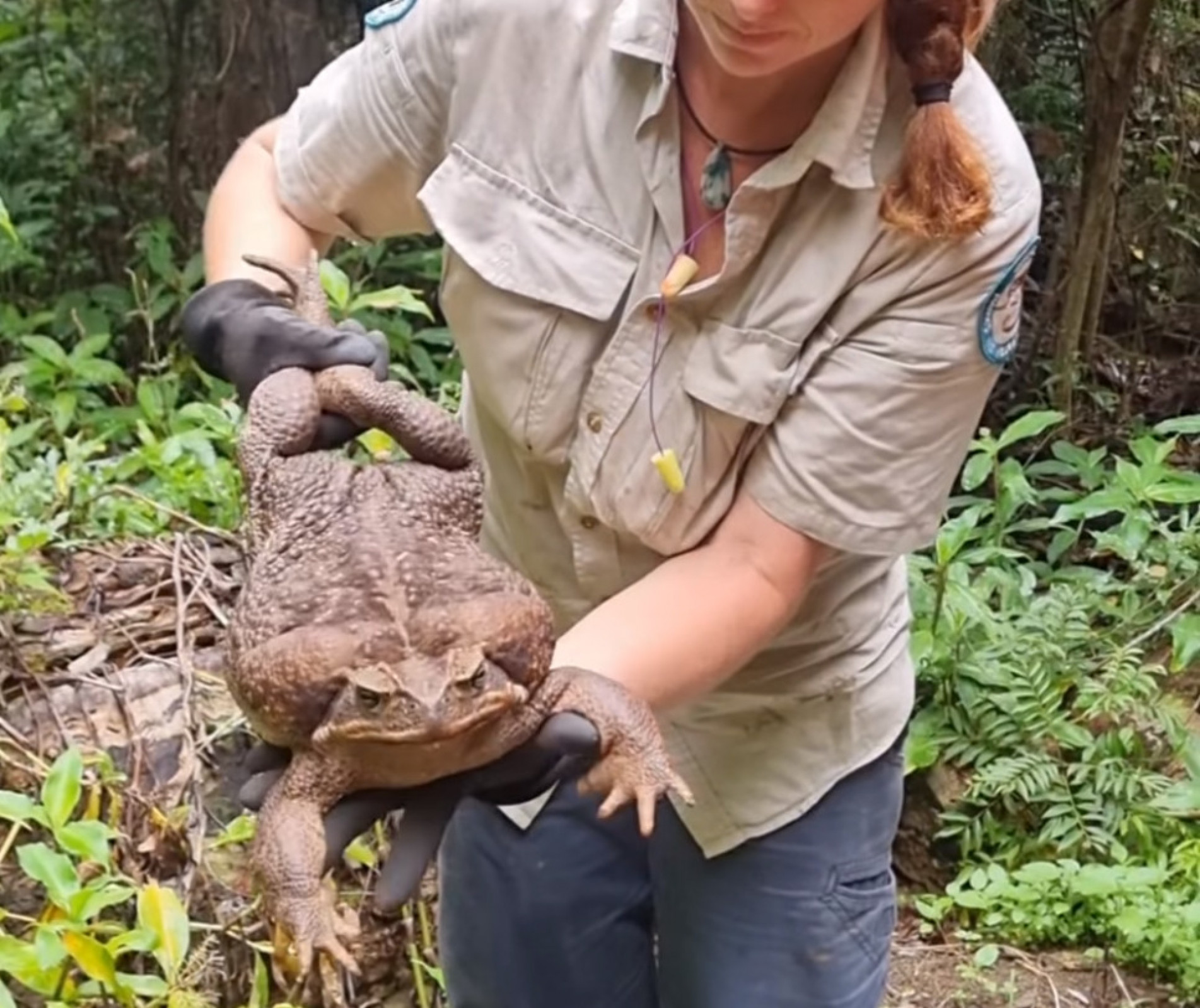 O sapo tinha o comprimento de um braço humano e 2,7 quilos, quase o peso de um bebê recém-nascido