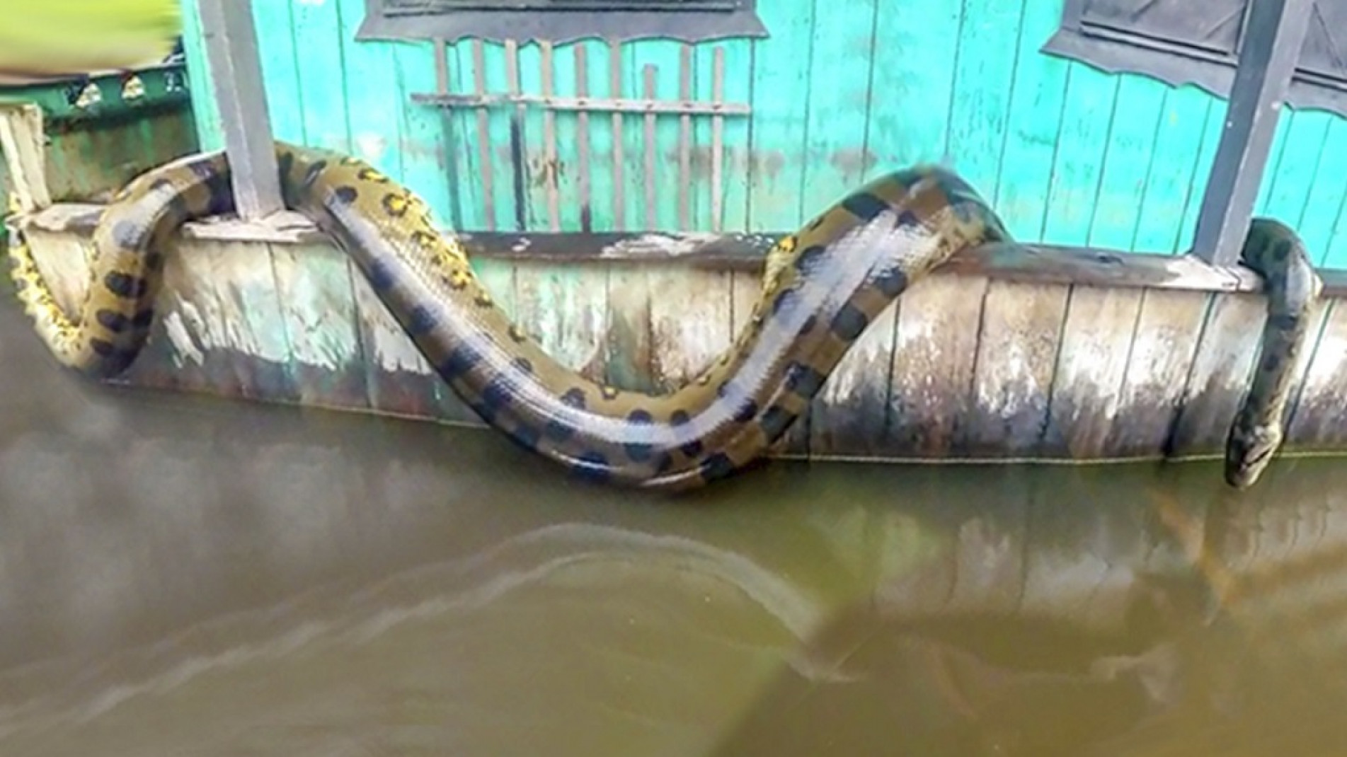 Você tem coragem de segurar um animal desses para fazer uma selfie? 
Link do vídeo: https://www.youtube.com/ watch?v=ZE6xYmMNB1k