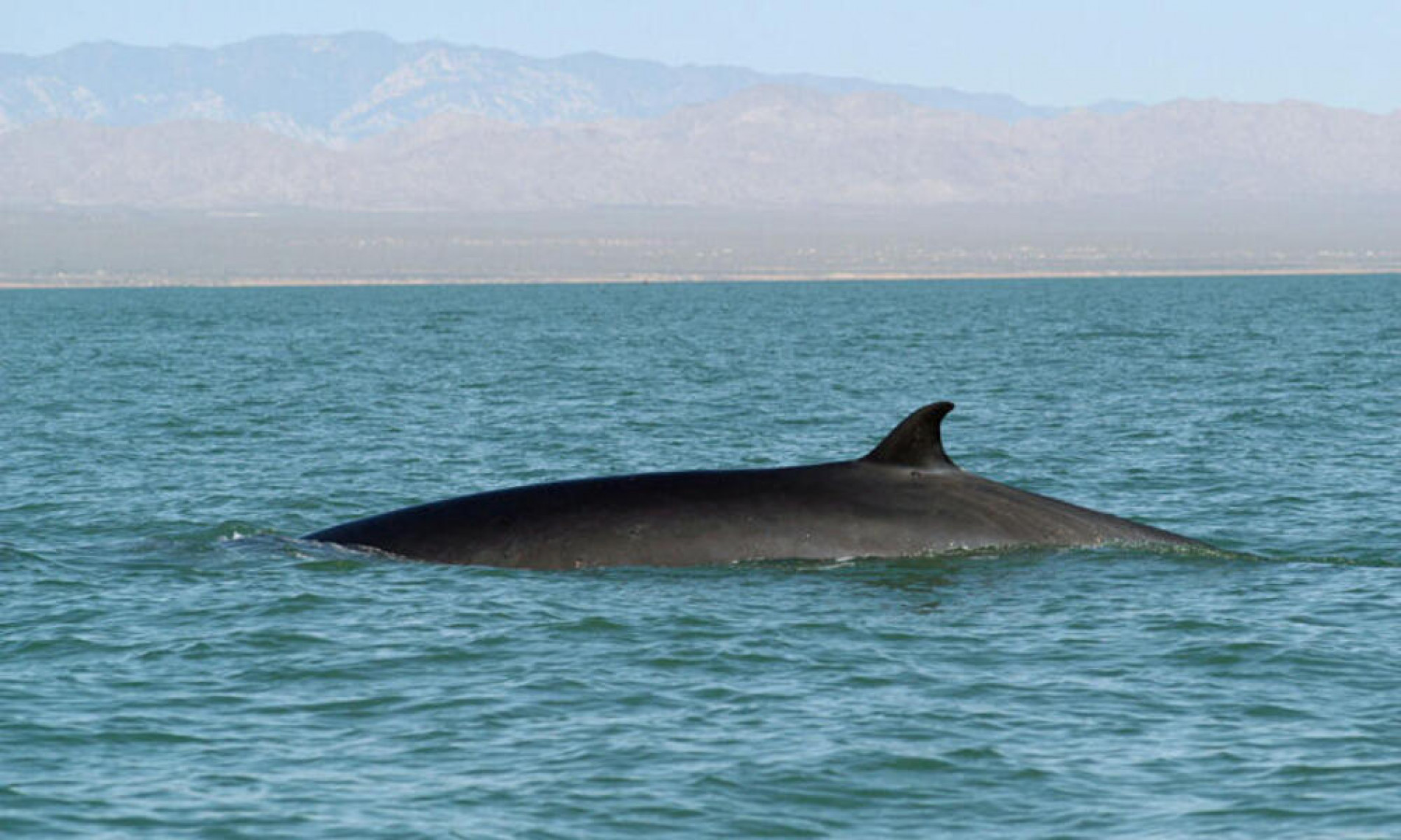 Especialistas analisaram as fezes de baleias-comuns capturadas por pescadores