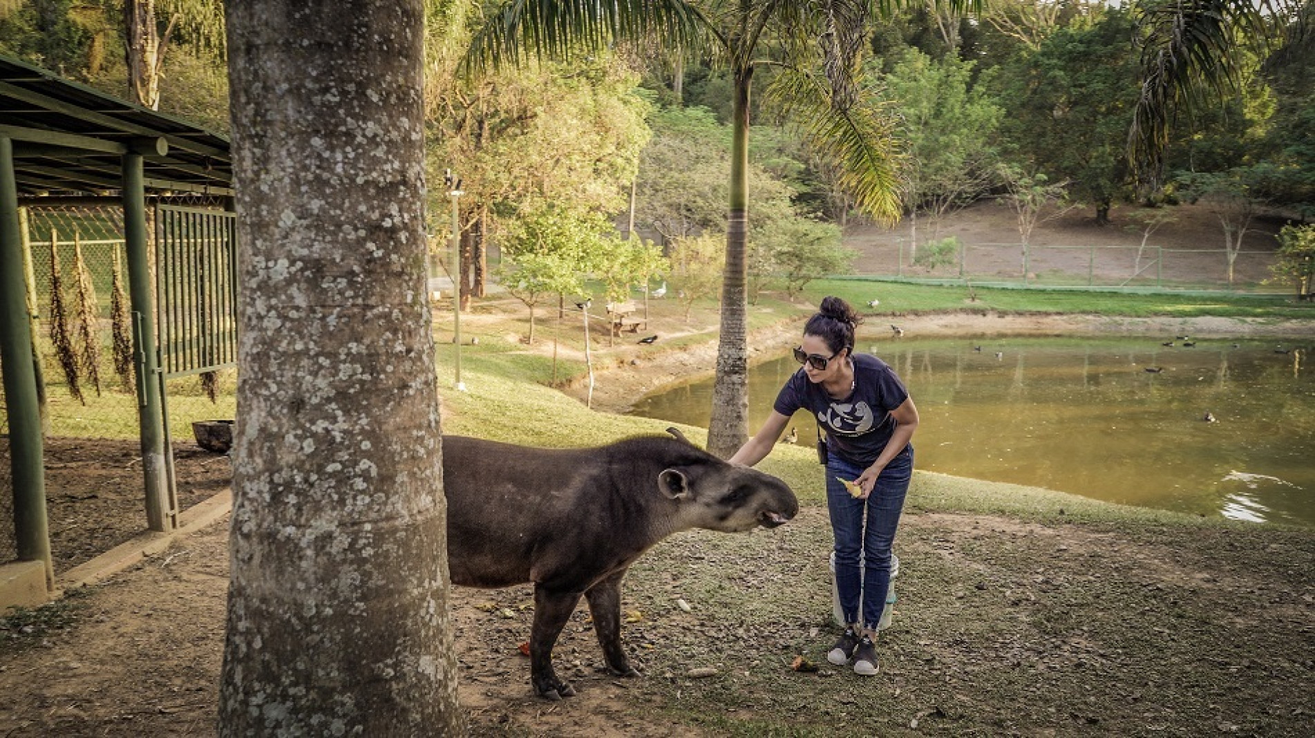 Local tem capacidade para abrigar 150 animais em reabilitação