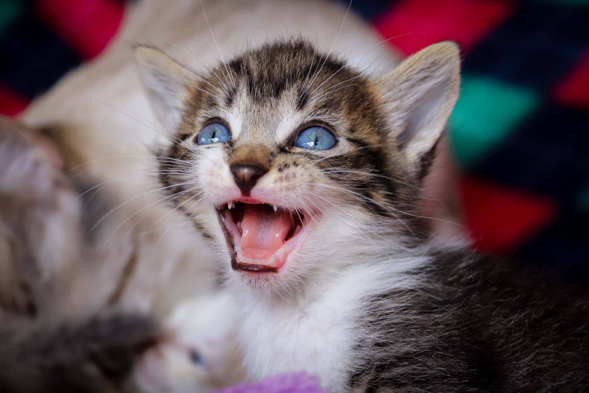 Exposição fotográfica celebra o Dia Mundial do Gato