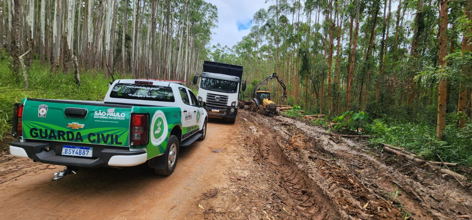 É proibido utilizar vias públicas para o transporte e armazenamento de madeira de eucaliptos e pinus