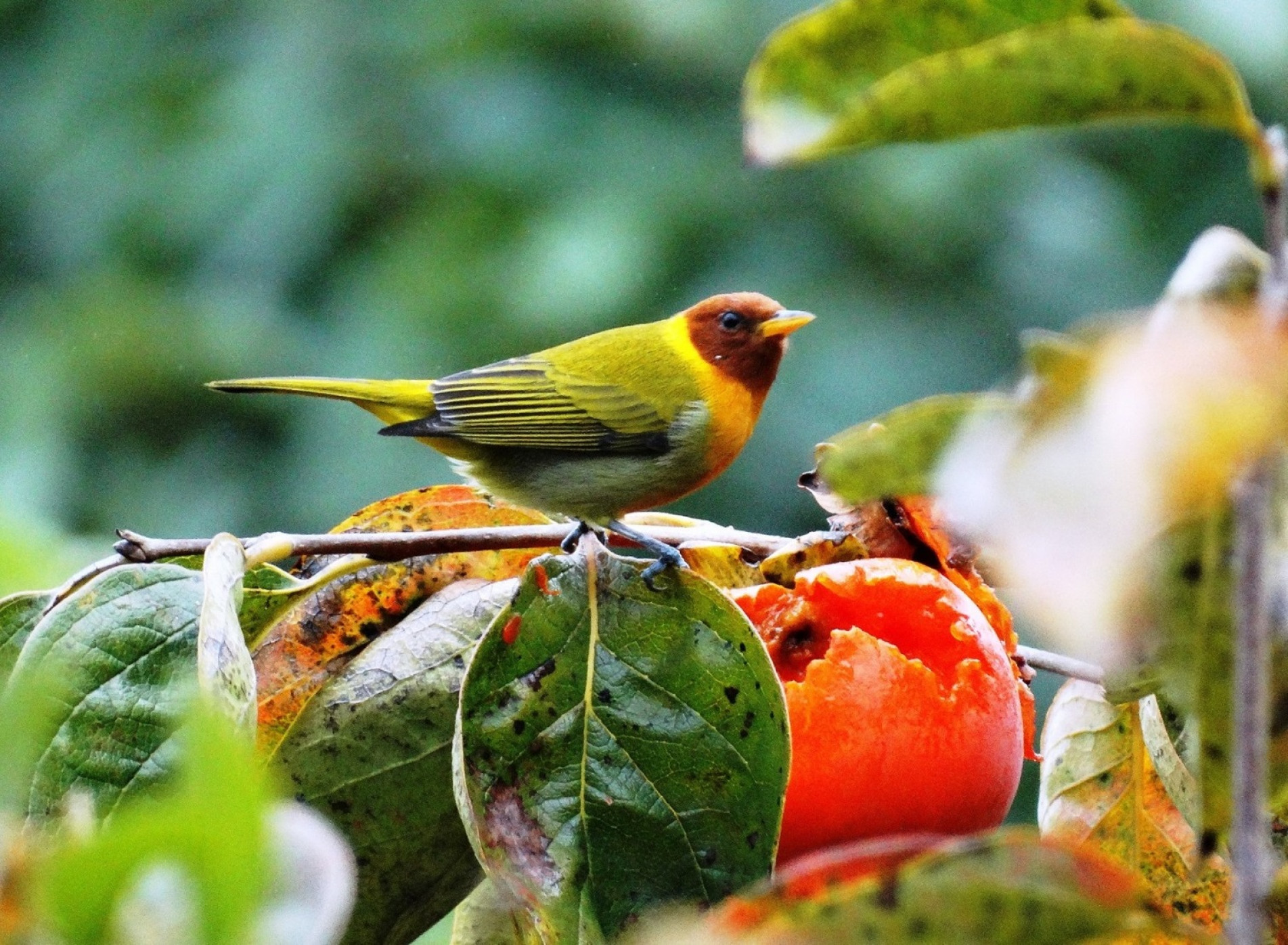 Ela alimenta-se de insetos e pequenos frutos, como o caqui