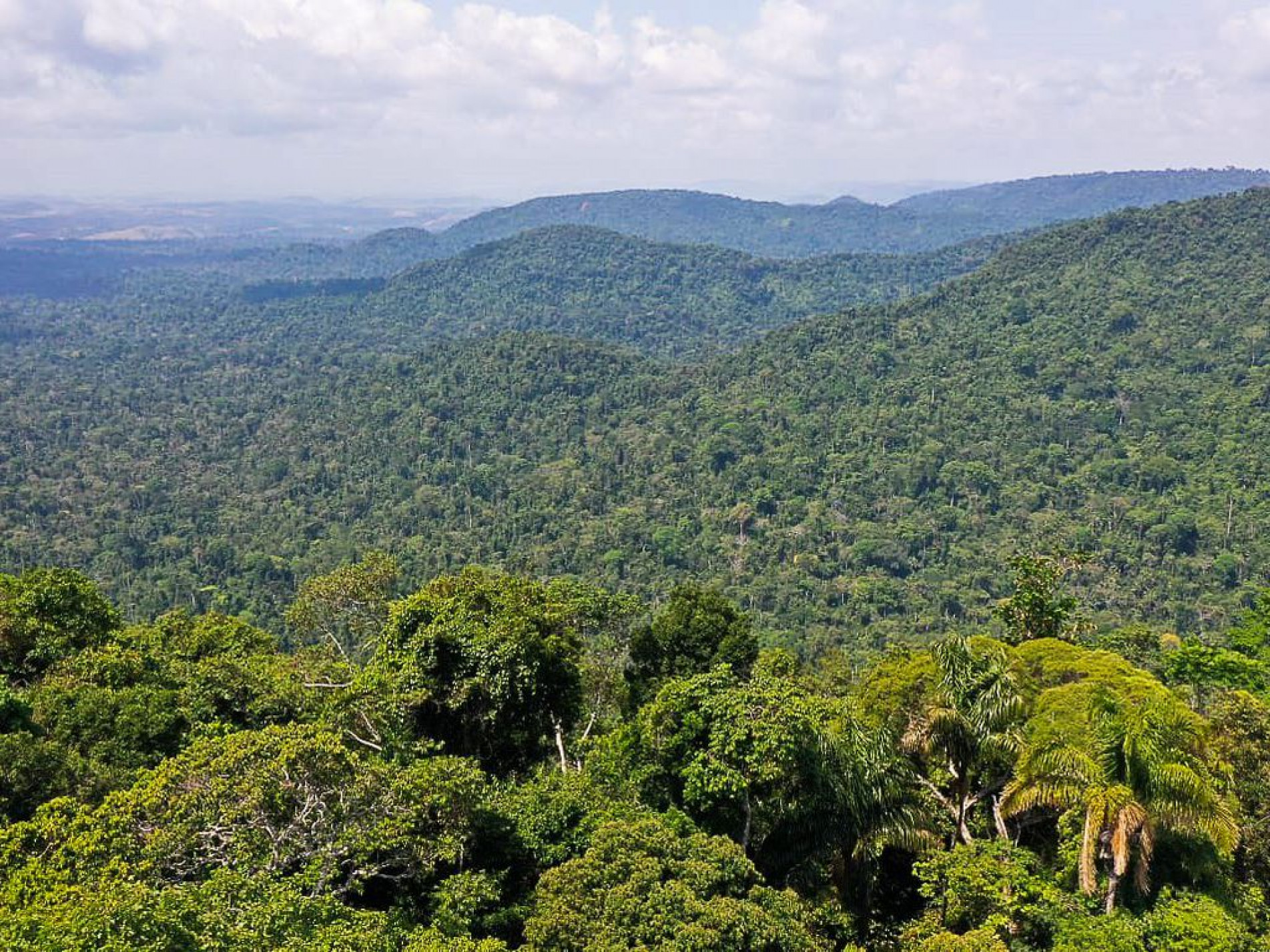 Floresta Amazônia