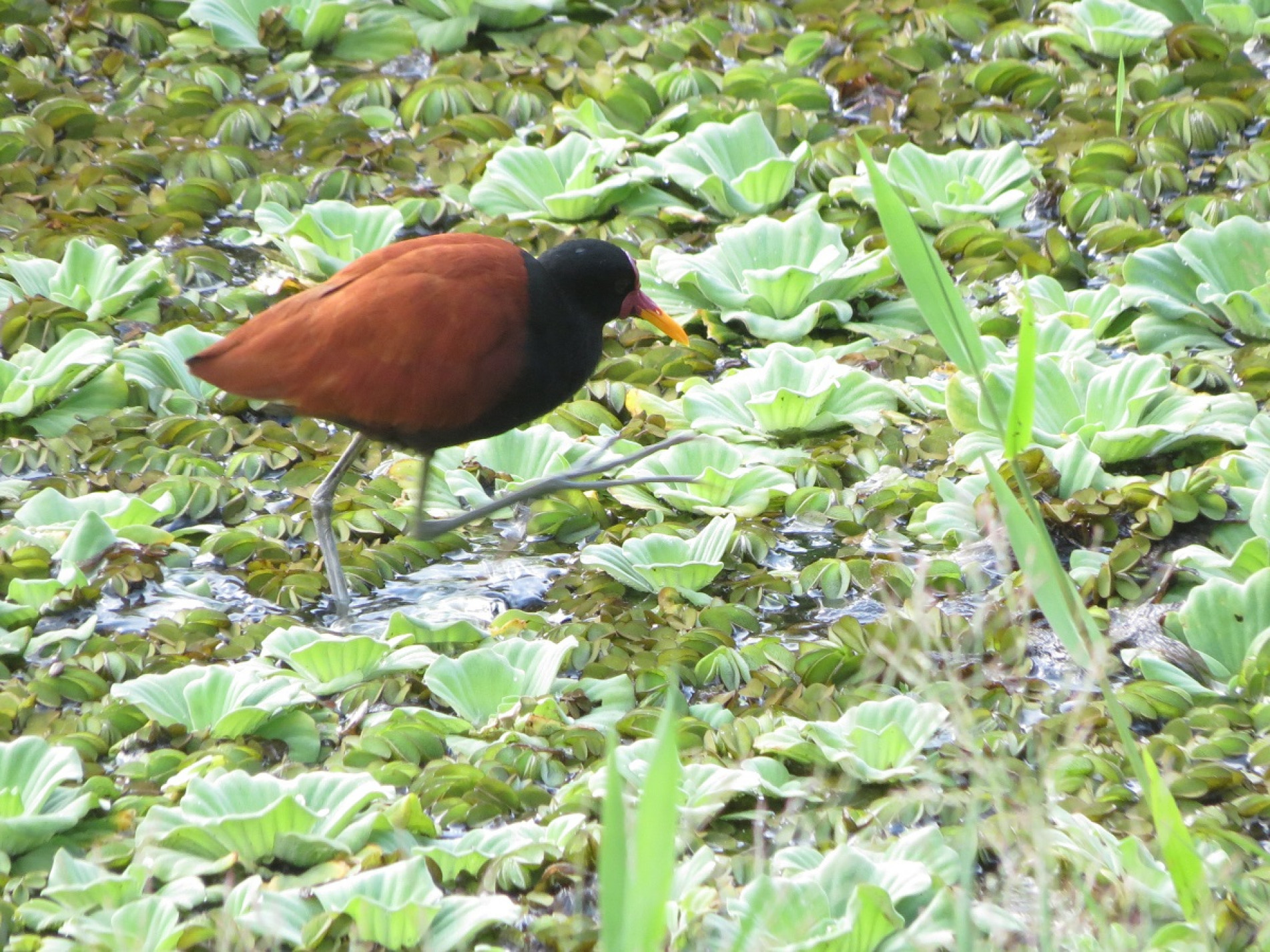 Assim como muitas aves aquáticas, ela possui os pés longos e finos