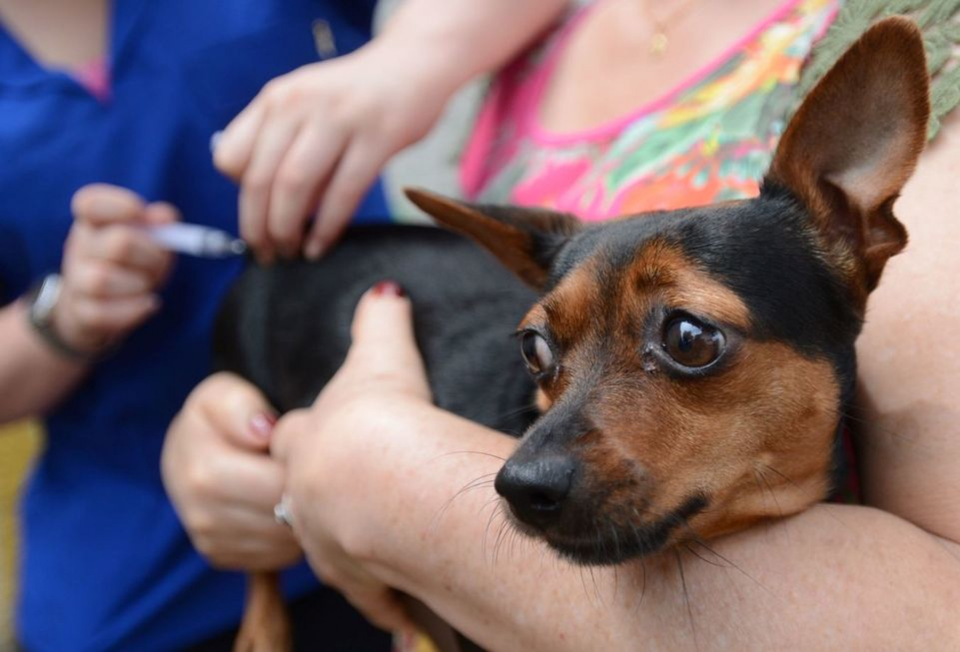 Última campanha, realizada em 2018, vacinou 45.826 cães e gatos em Sorocaba