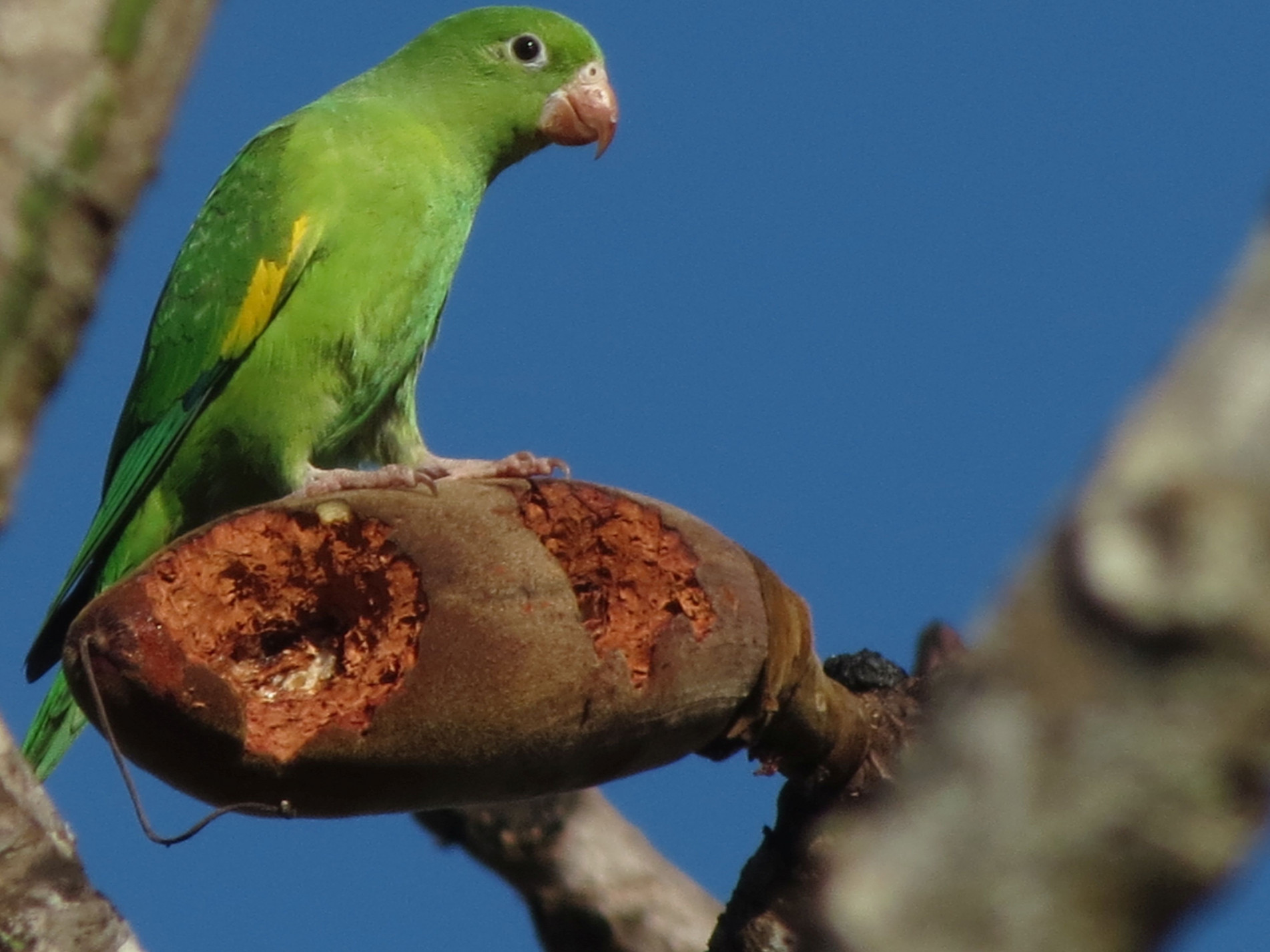 Memória Animal em COQUINHOS