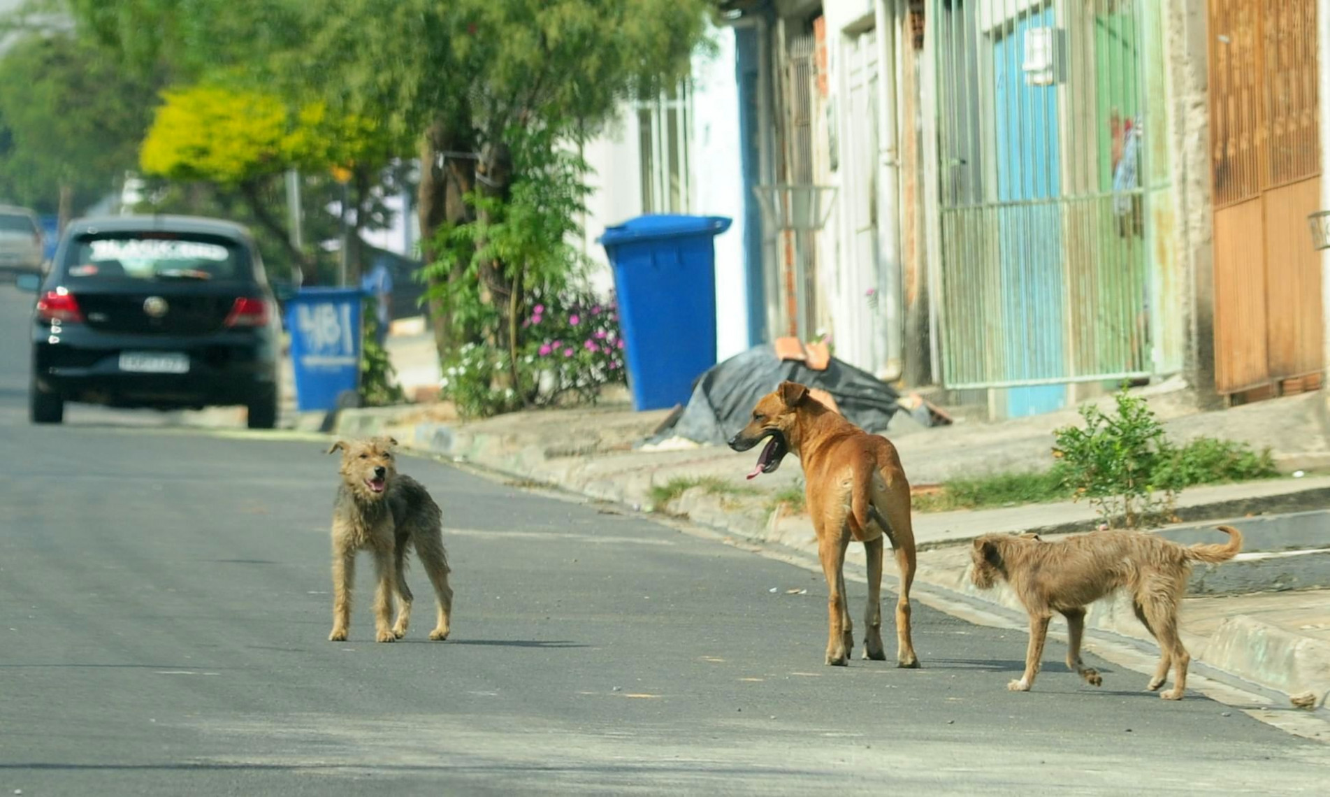 Após prestar atendimento básico, ONGs buscam lares para os bichinhos entregues aos seus cuidados