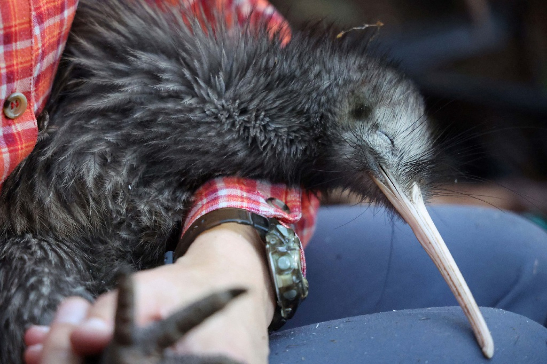 Os kiwis ‘estão no coração do mito maori‘