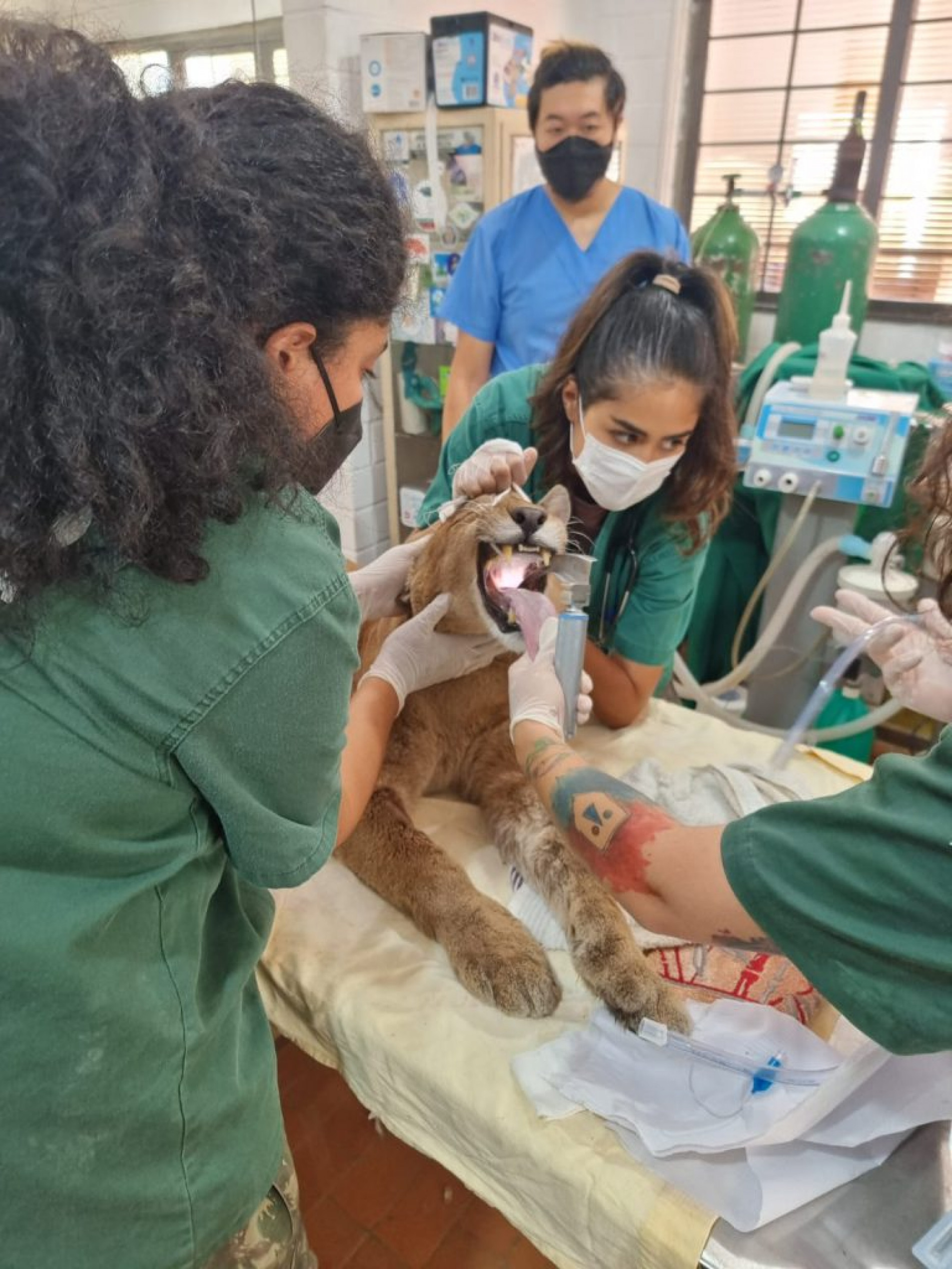 Intuito foi verificar as condições gerais dos animais, de forma preventiva, e todos demonstraram ótimas condições de saúde