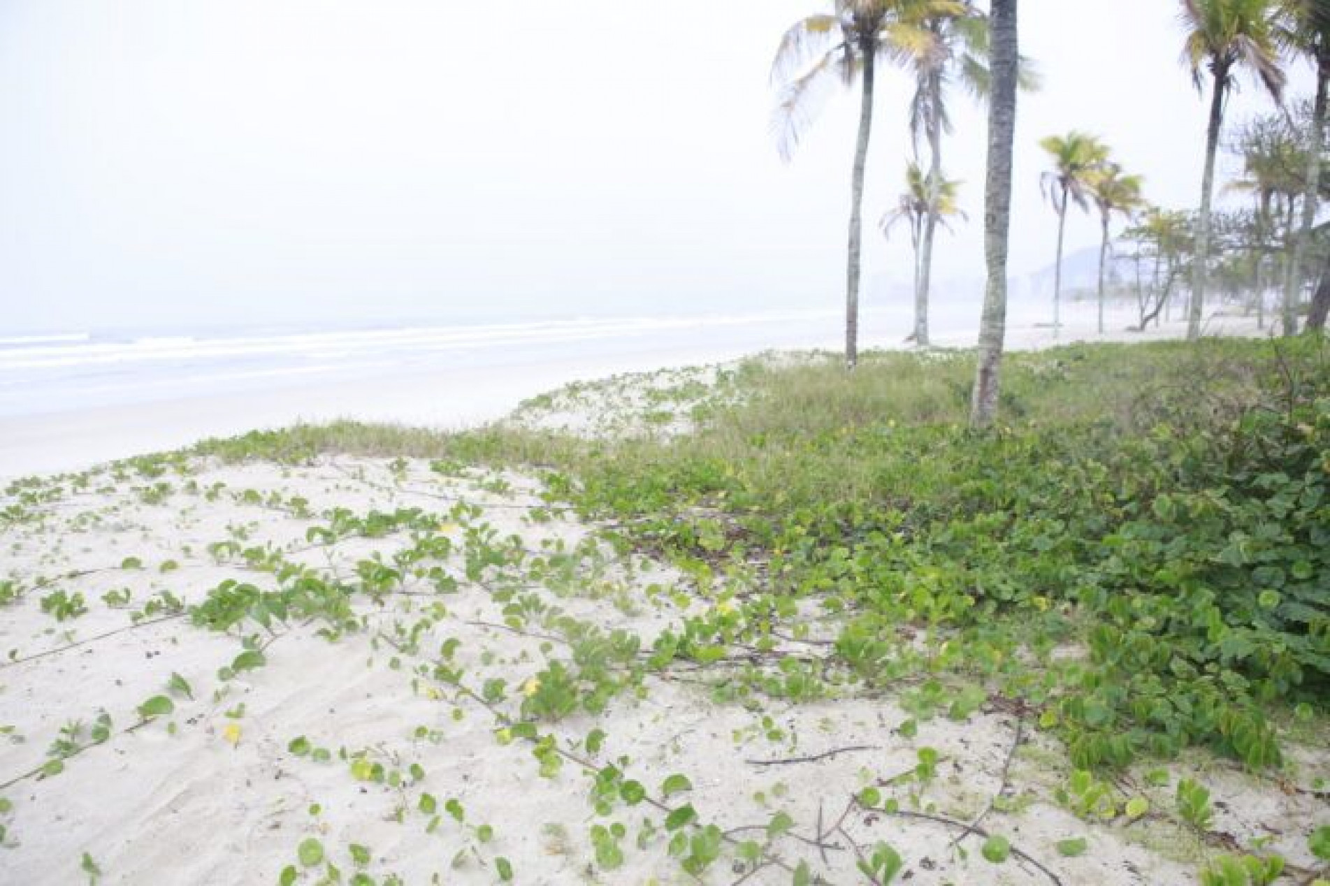 O jundu é uma vegetação nativa rasteira comum nas praias