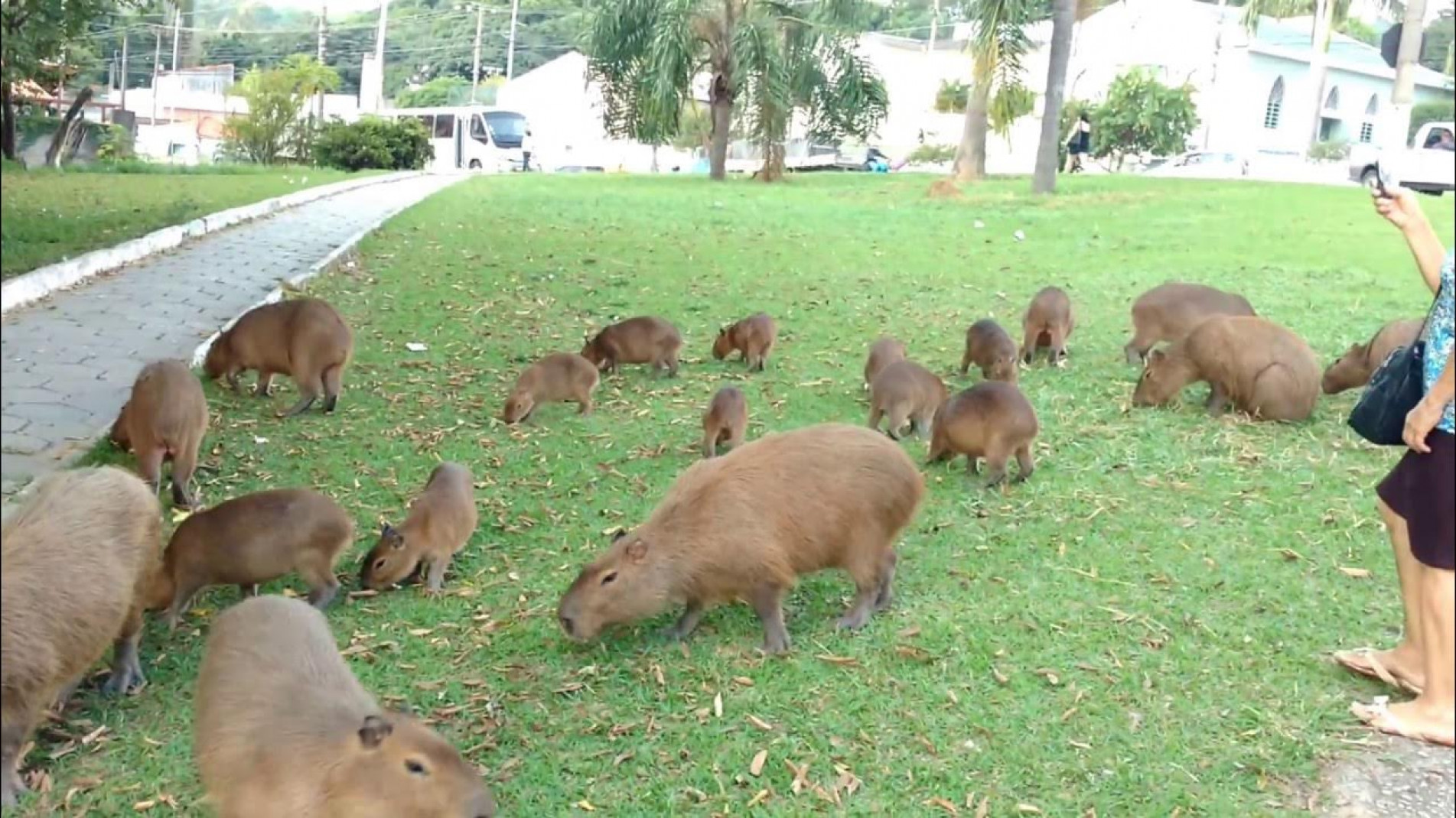 Presente no cenário urbano de Votorantim até cerca de dois anos atrás, as capivaras desapareceram de um dia para o outro, levando algumas pessoas a suspeitar de interferência da Prefeitura. A administração municipal negou qualquer intervenção