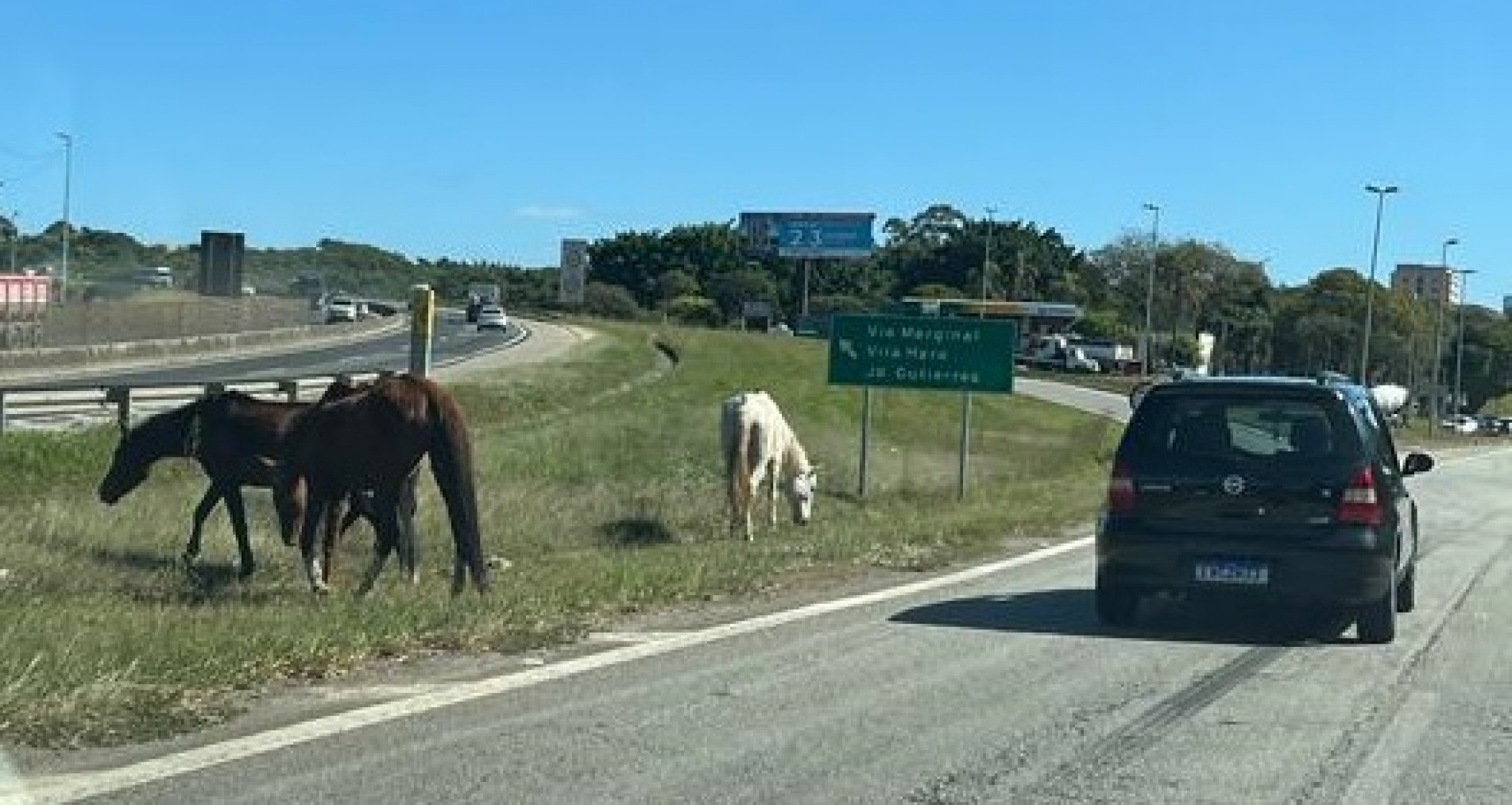 Cavalos pastam no canteiro do quilômetro 92,5 da Raposo Tavares, no sentido interior 