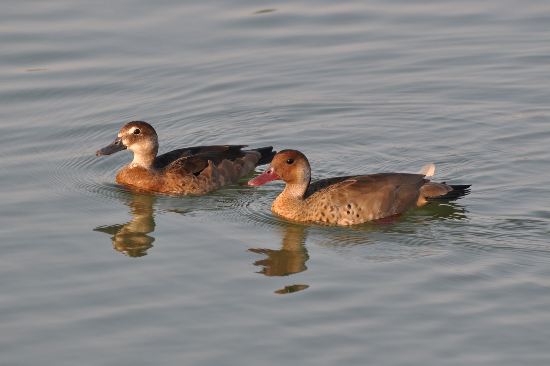 Esta ave é parente dos patos, marrecos e cisnes