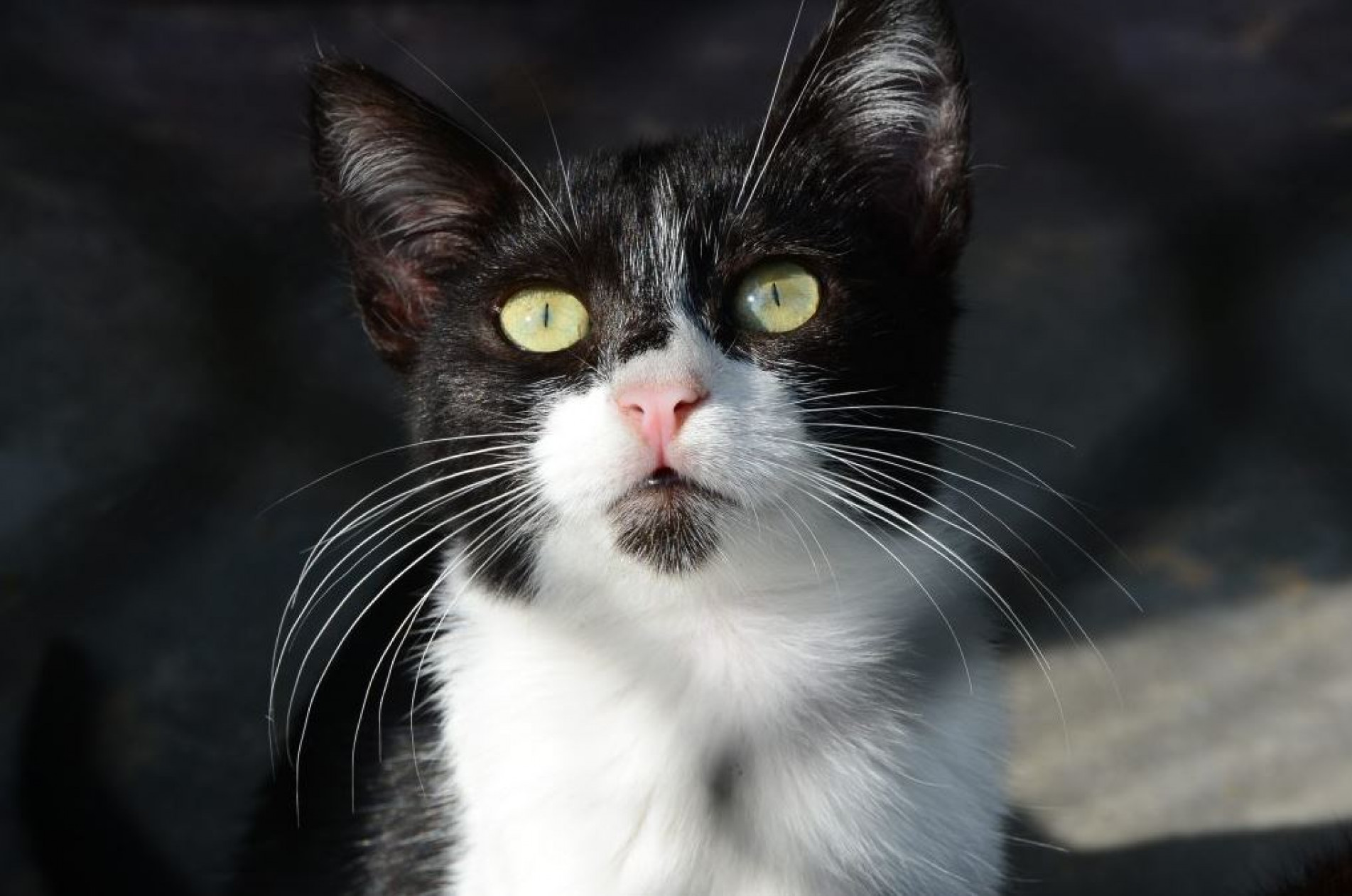 O Mutirão de Castração tem como objetivo promover o controle populacional de cães e gatos