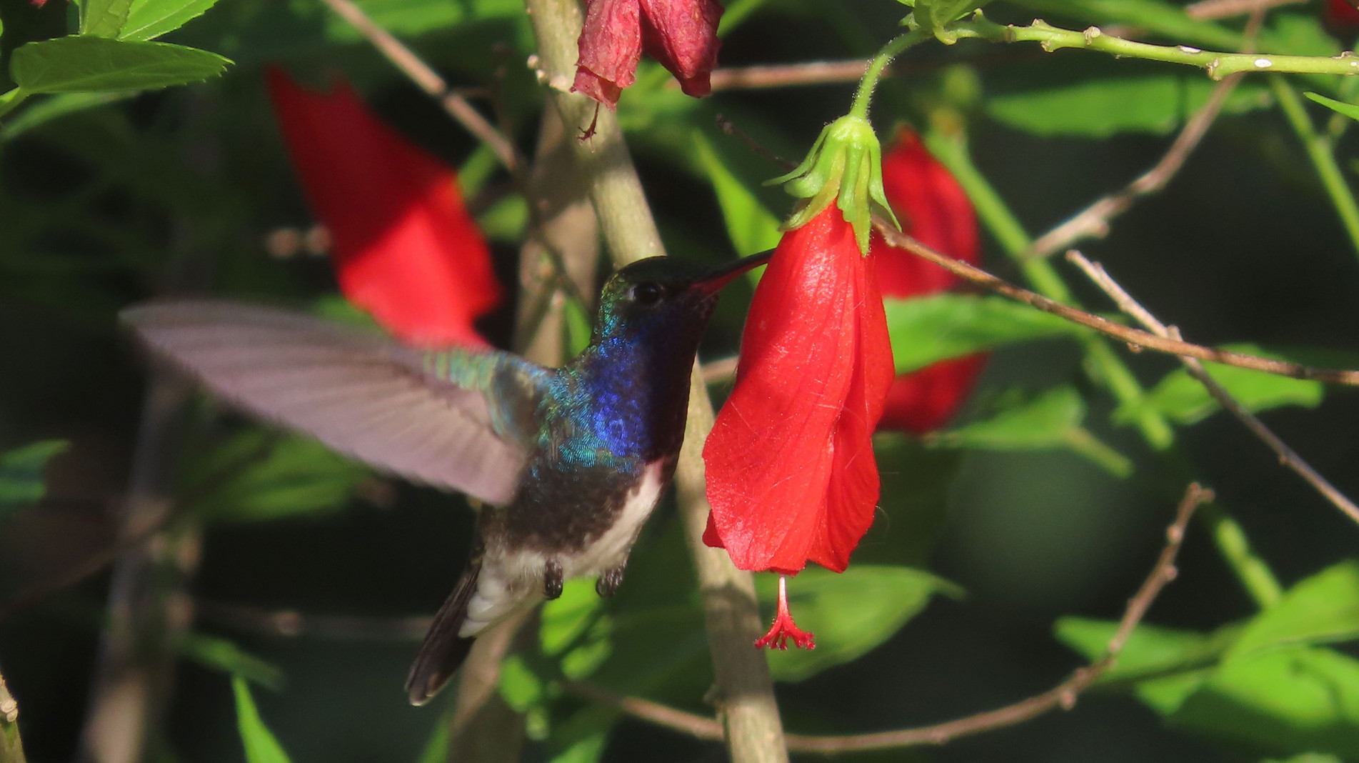 Esse beija-flor normalmente é visto alimentando-se em jardins e praças