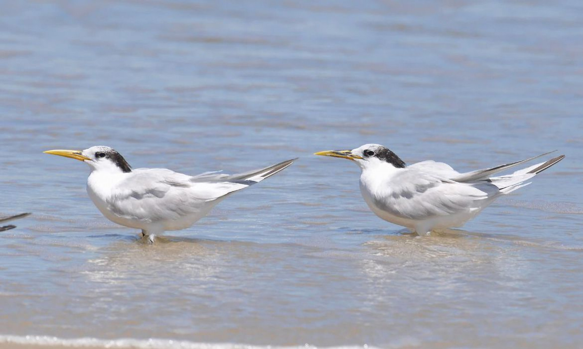 Rio de Janeiro (RJ) –  Rio de Janeiro confirma terceiro caso de Gripe Aviária detectado na Ilha do Governador. As aves contaminadas são da espécie Thalasseus acuflavidus, conhecida como Trinta-réis-bando. Foto: Wikimedia/Cláudio Dias Timm