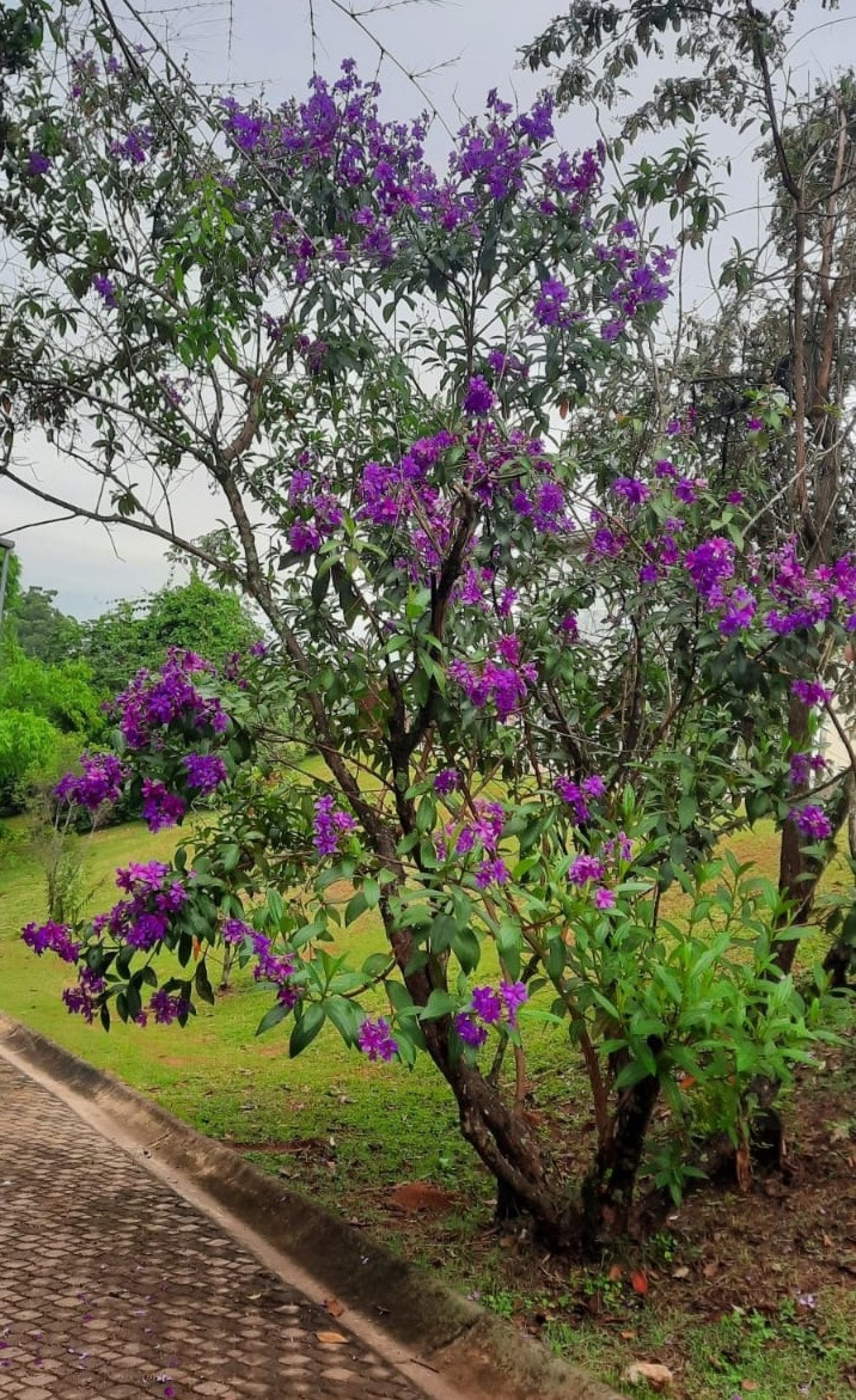 Quaresmeira existente no Jardim Botânico de Sorocaba