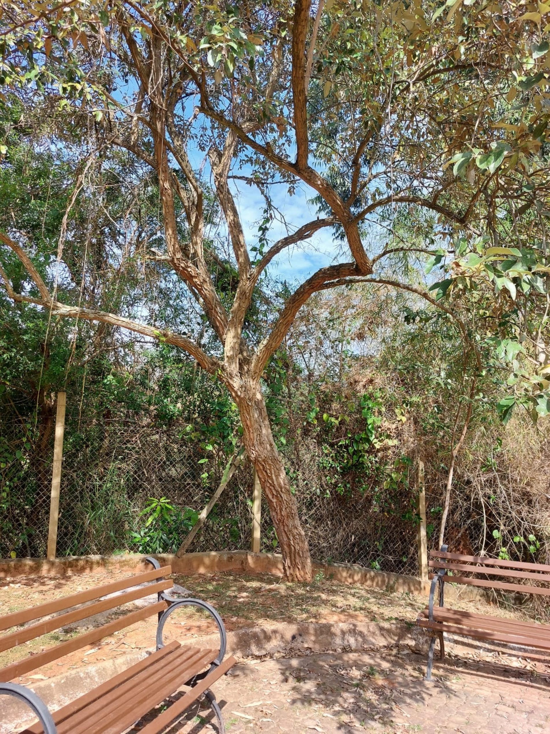 Cambará no Jardim Botânico de Sorocaba